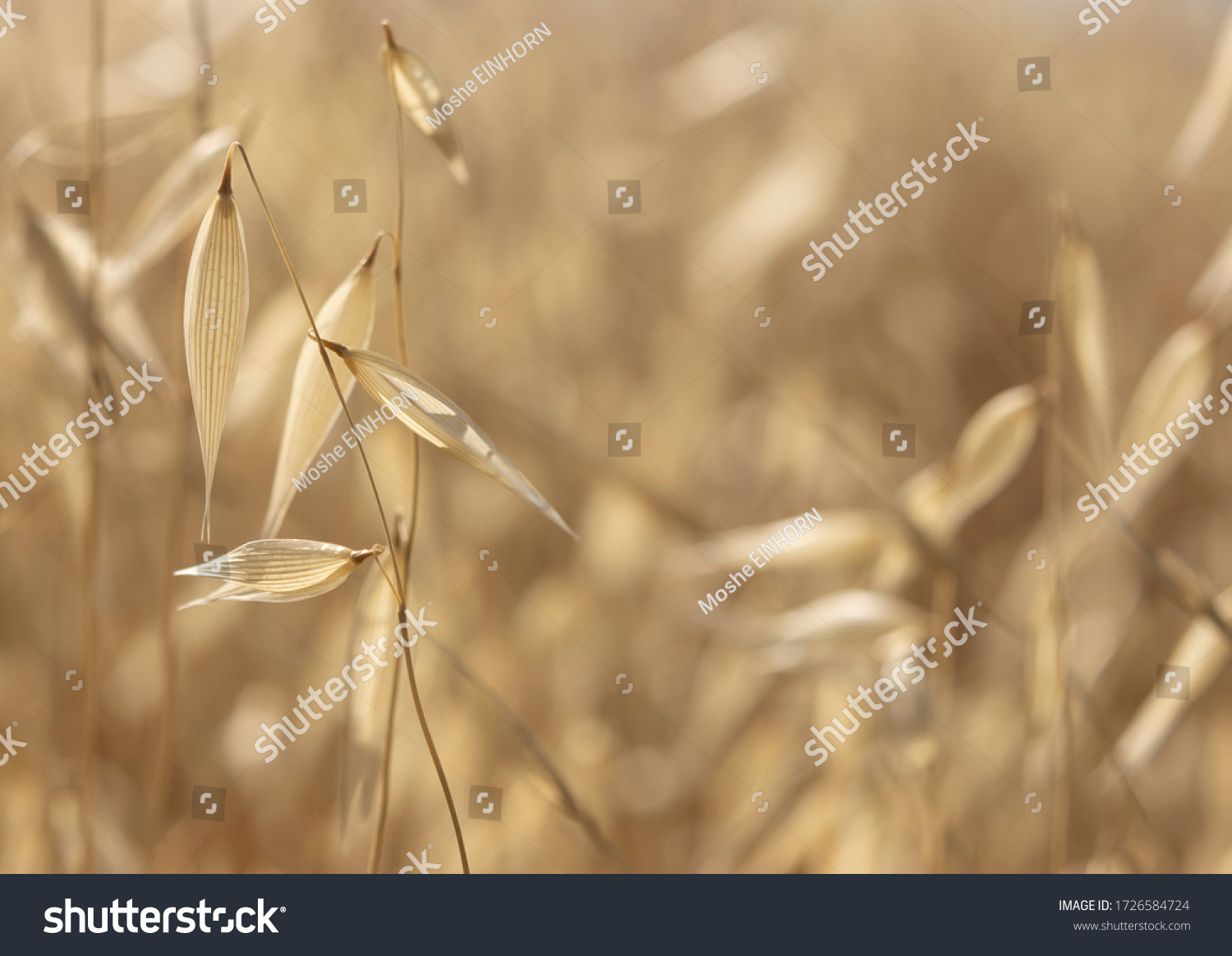 A field of dry oats on a sunny day. A close up photograph with a shallow depth of field and copy space. #1726584724