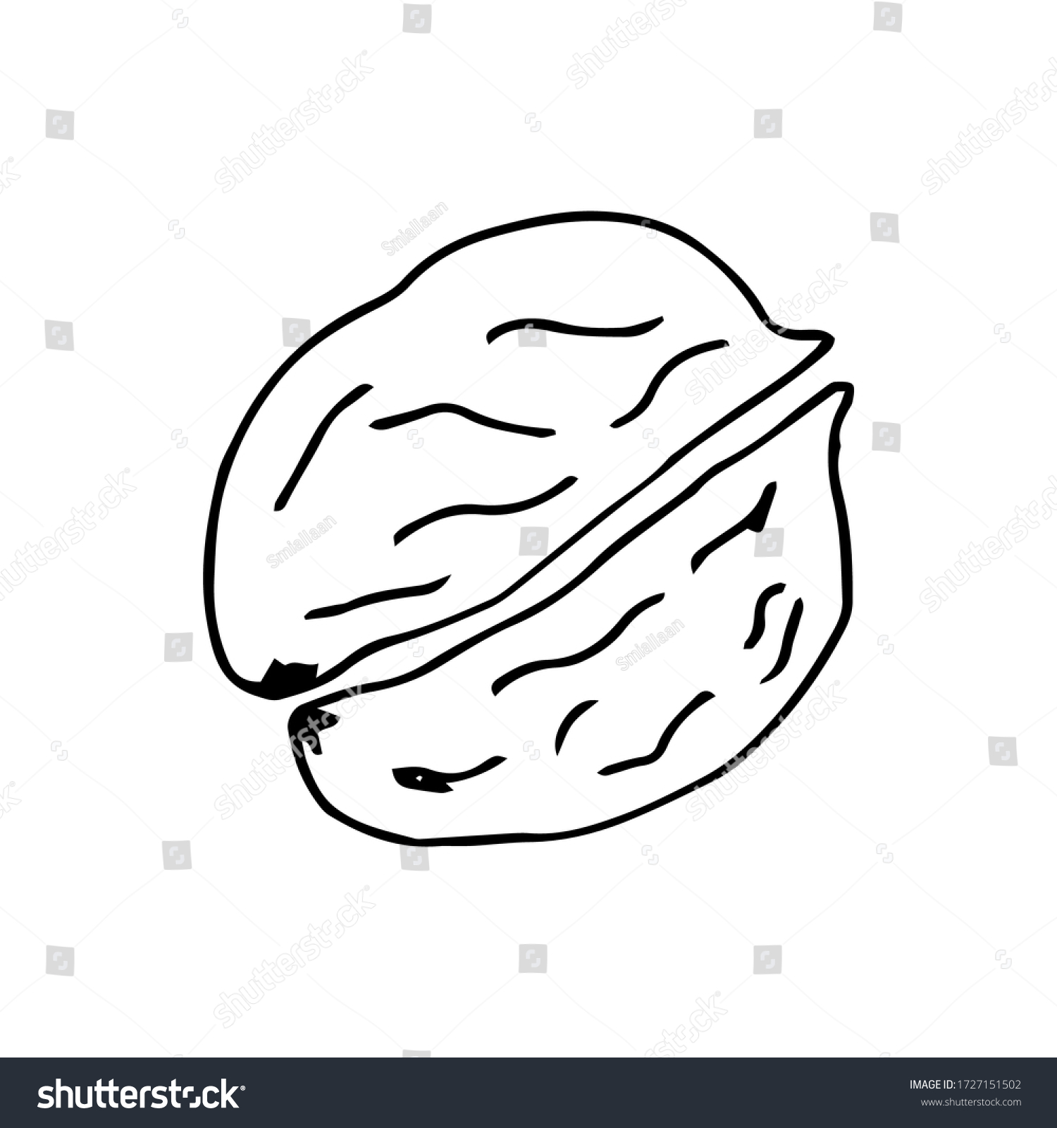 Chopped walnut. Drawn by hand. Line art. Vector - Royalty Free Stock ...