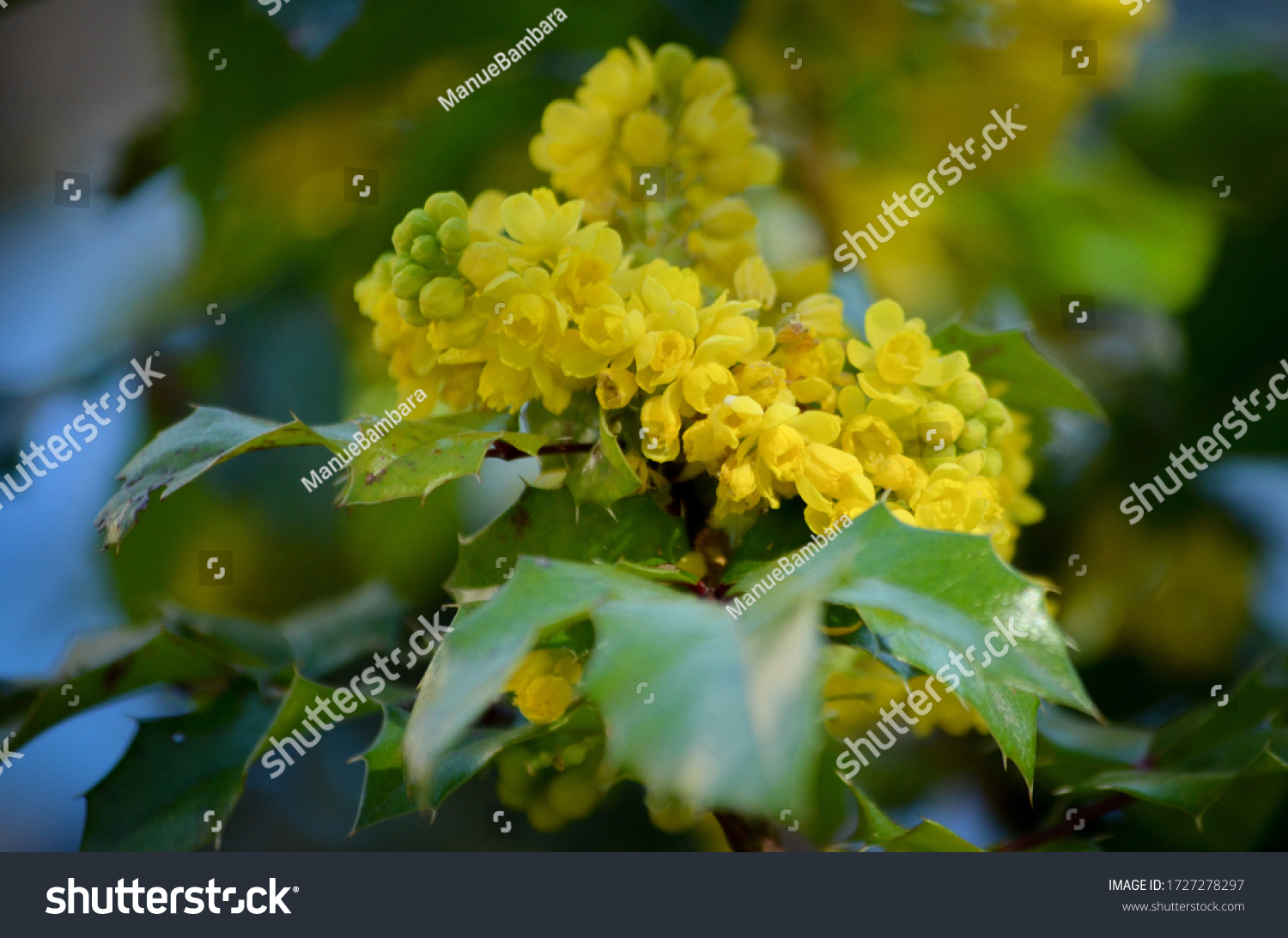Mahonia with holly leaf flowers #1727278297