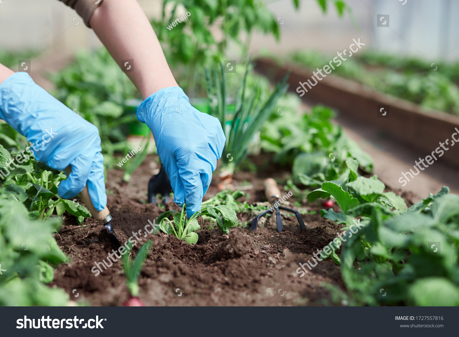 Gardeners hands planting and picking vegetable from backyard garden. Gardener in gloves prepares the soil for seedling. #1727557816