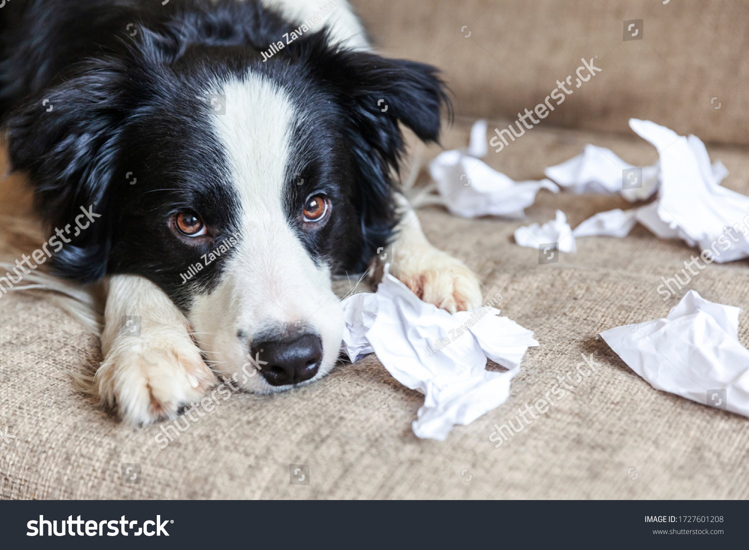 Naughty playful puppy dog border collie after mischief biting toilet paper lying on couch at home. Guilty dog and destroyed living room. Damage messy home and puppy with funny guilty look #1727601208