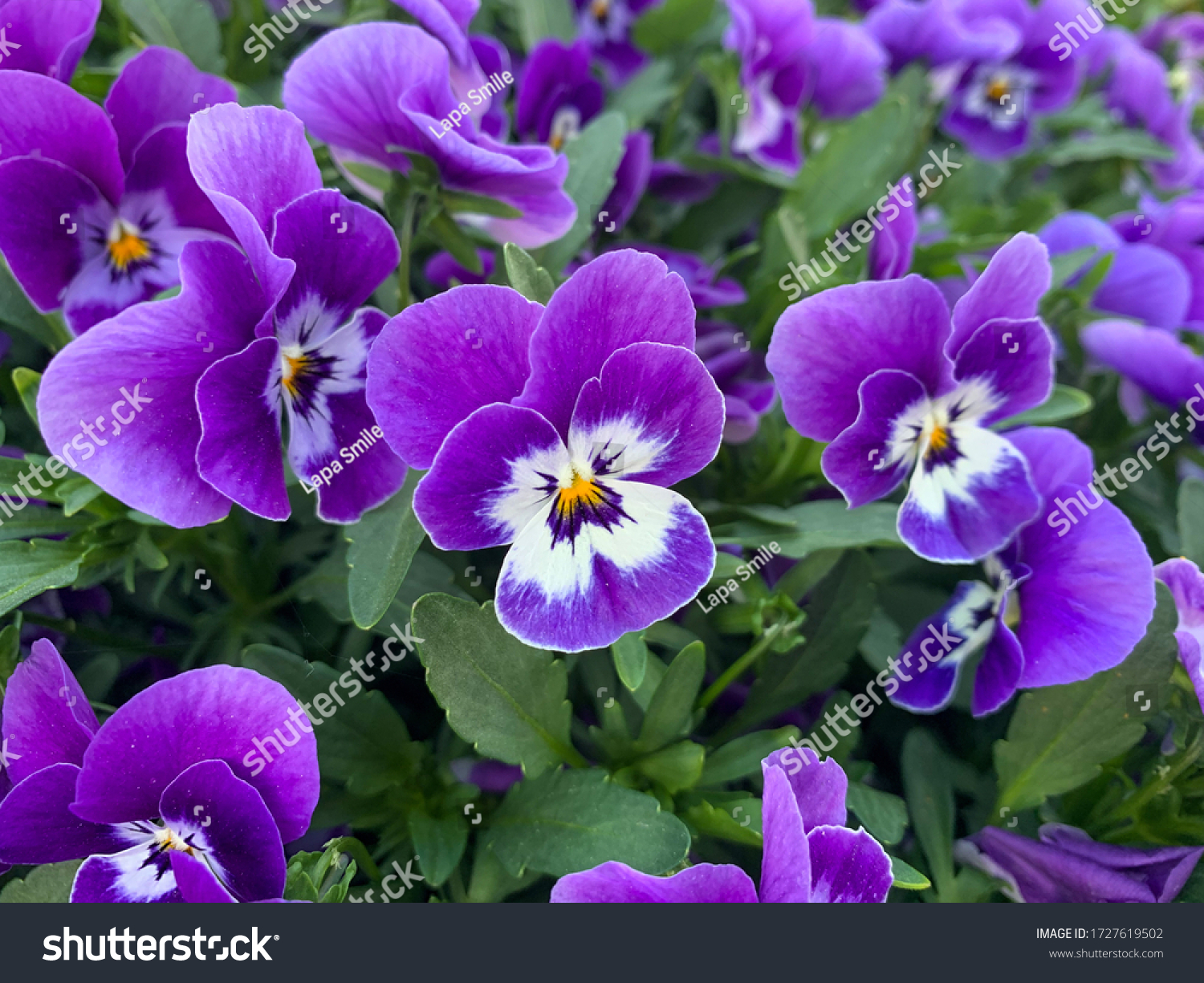 Violet white spring flowers viola cornuta close up, flower bed with horned violet pansies high angle view, floral spring wallpaper background #1727619502