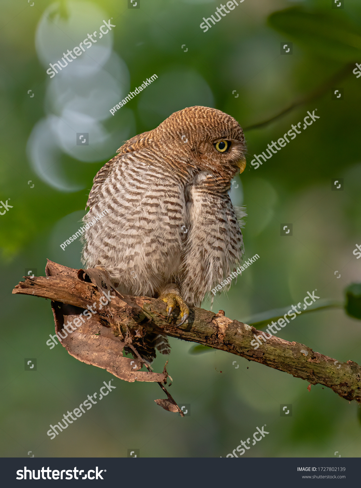 Jungle owlet, barred jungle owlet  #1727802139