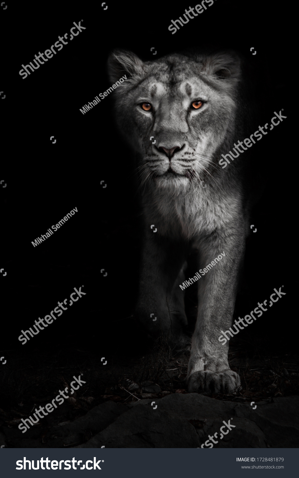 Ashen white, ashen moonlit night lioness in darkness with bright ebony eyes. Black-beast with colored eyes #1728481879