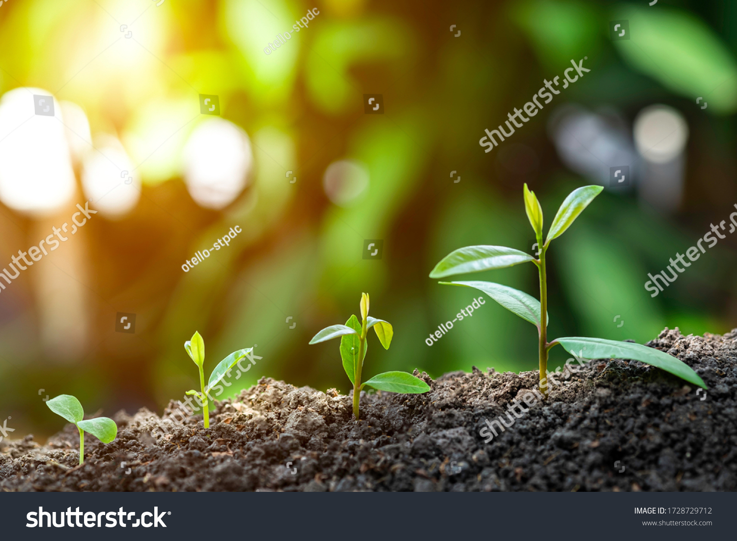 Agriculture and plant grow sequence with morning sunlight and dark green blur background. Germinating seedling grow step sprout growing from seed. Nature ecology and growth concept with copy space. #1728729712