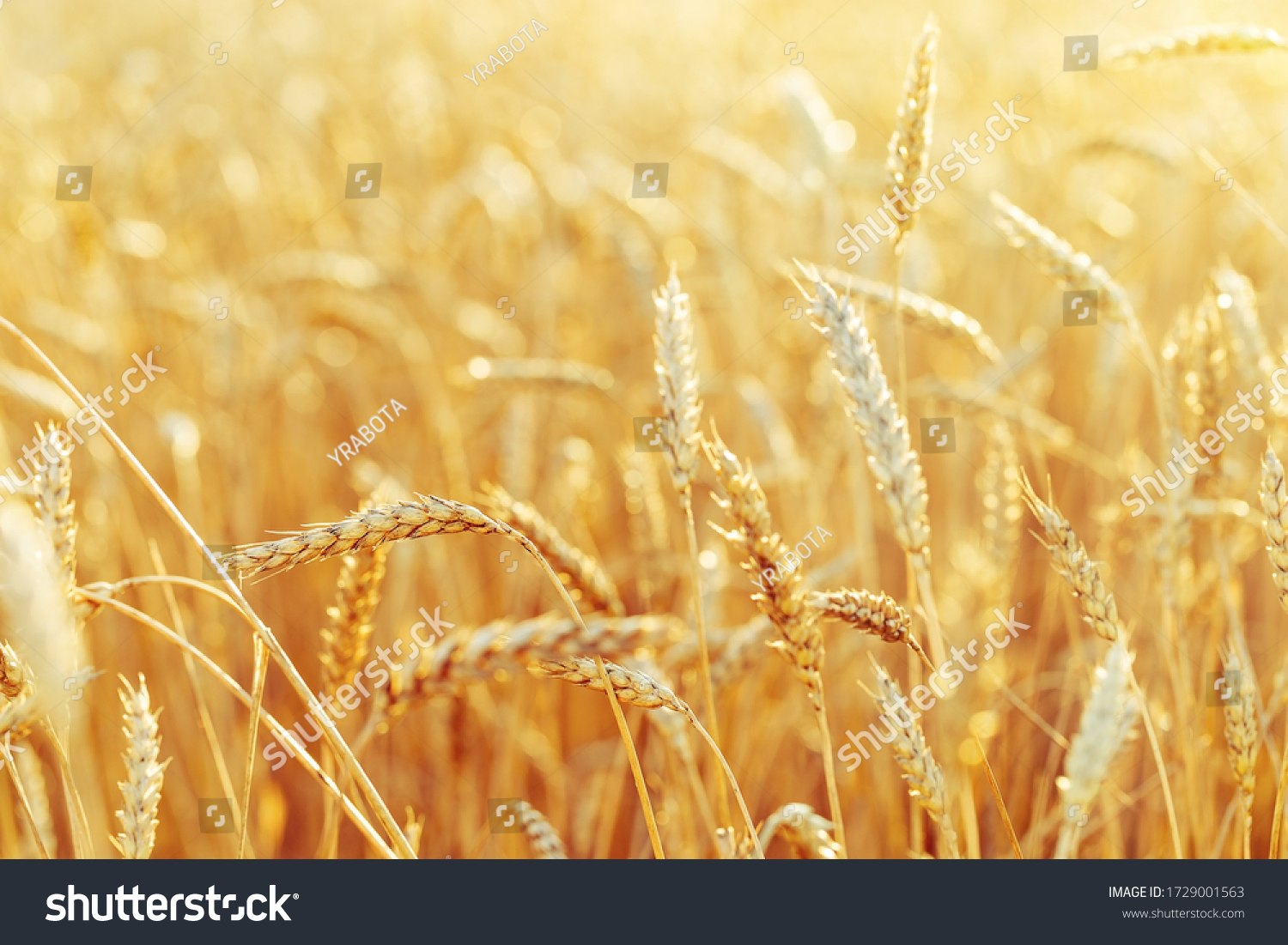Rural scenery. Background of ripening ears of wheat field and sunlight. Crops field. Selective focus. Field landscape. #1729001563
