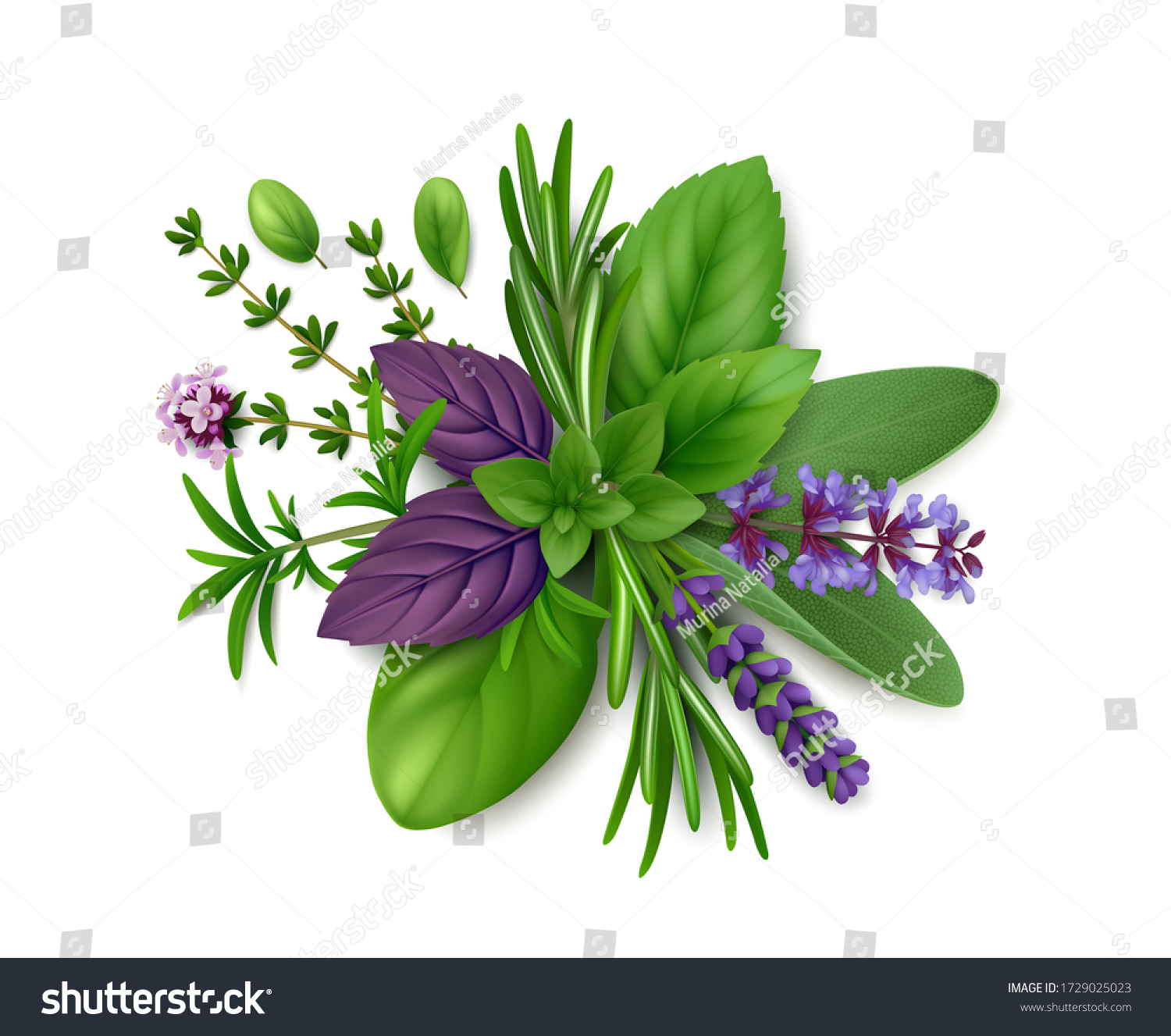 Bunch of fresh herbs de Provence: rosemary, summer savory, oregano, thyme, sage, lavender, mint, marjoram and basil (green and purple). Isolated on white background. Top view. Realistic illustration #1729025023