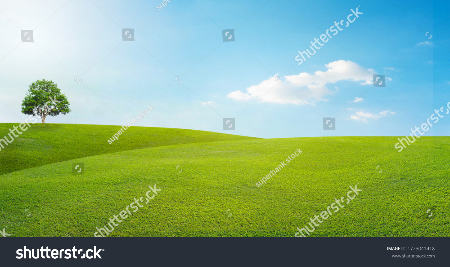 panoramic landscape, lonely tree among green fields, blue sky and white clouds in the background #1729041418