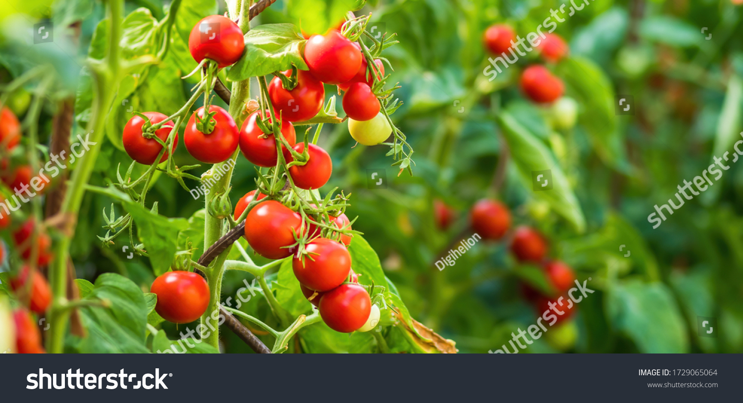 Ripe tomato plant growing in greenhouse. Fresh bunch of red natural tomatoes on a branch in organic vegetable garden. Blurry background and copy space for your advertising text message. #1729065064