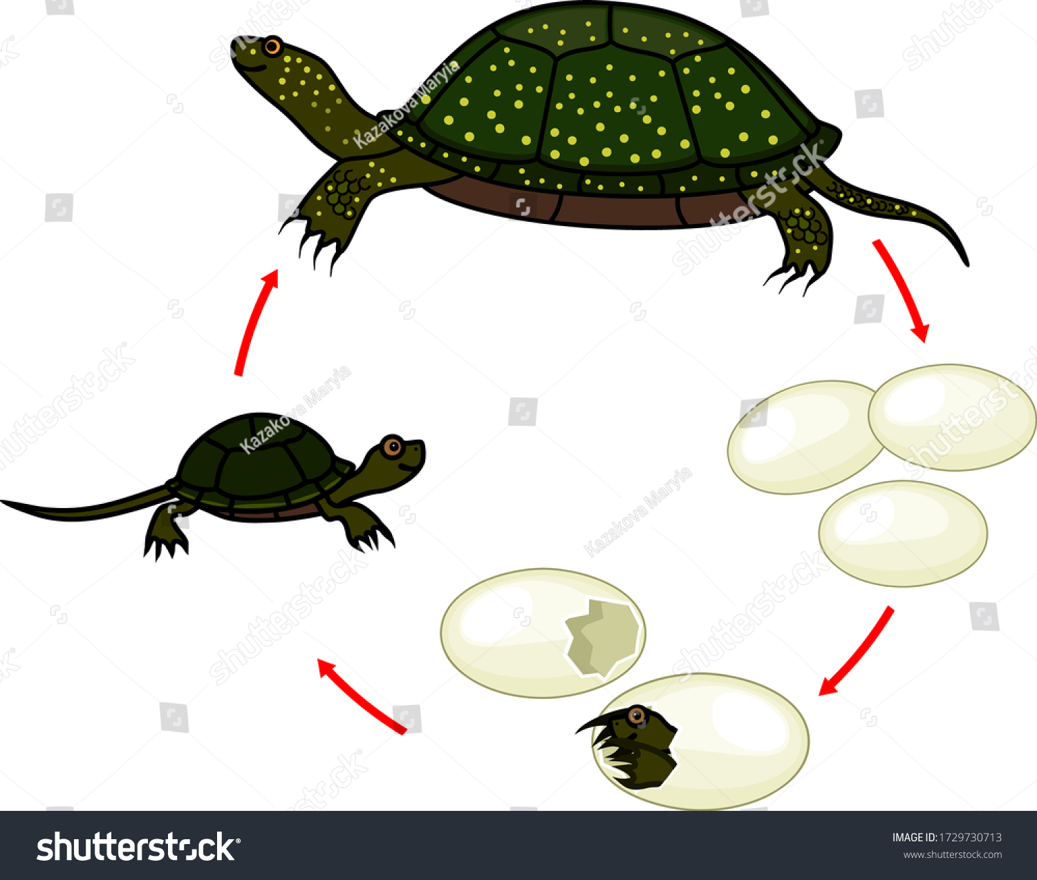 Life Cycle Of European Pond Turtle (emys - Royalty Free Stock Vector 