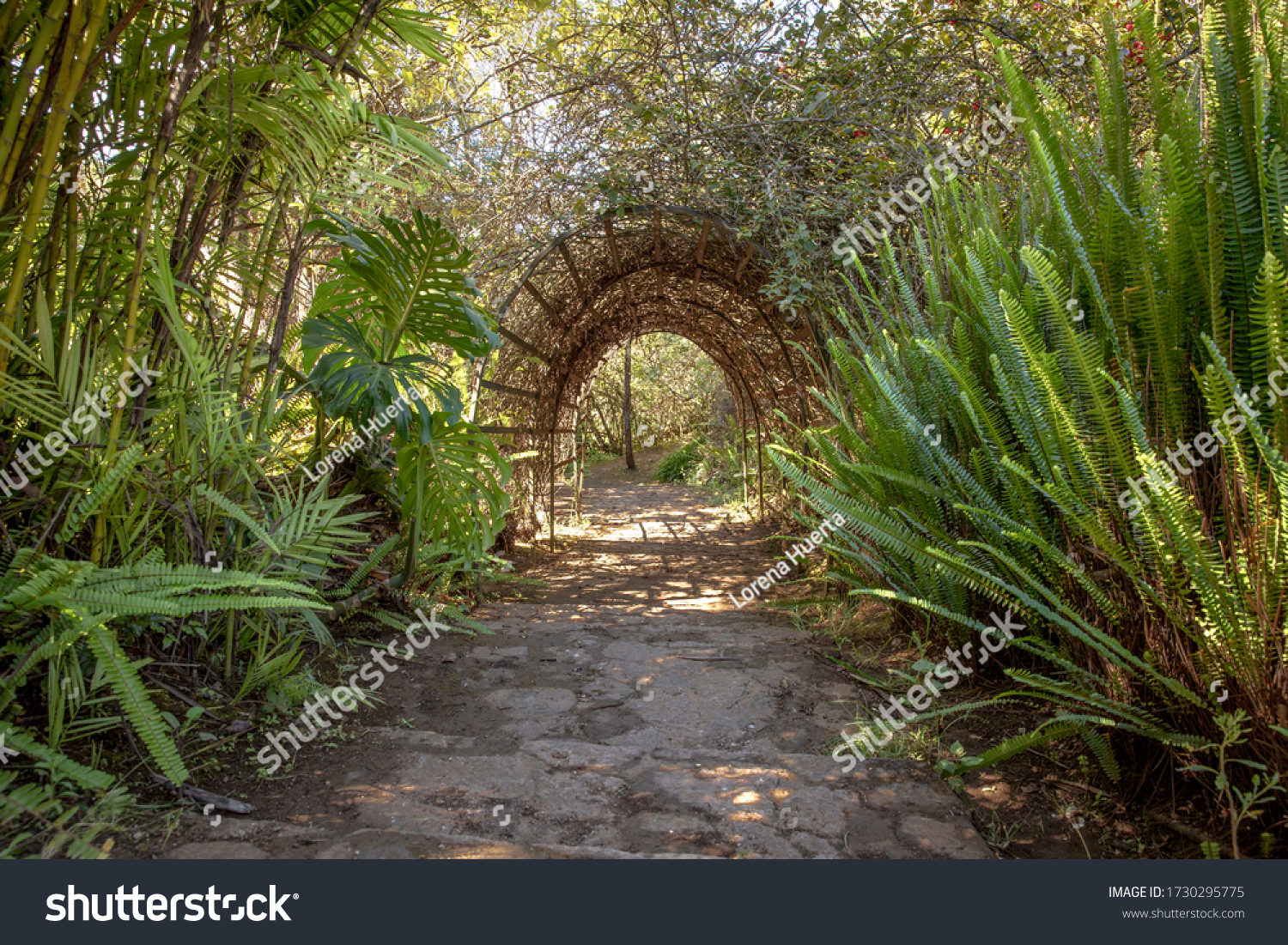 
Passageway covered with foliage and vegetation in the Mazamitla forest. #1730295775
