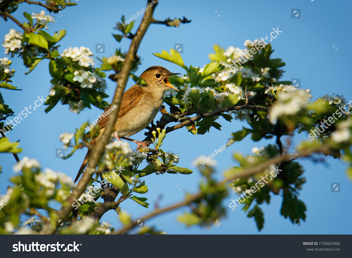 Common Nightingale - Luscinia megarhynchos also known as rufous nightingale, small passerine brown bird best known for its powerful and beautiful song, singing also in the night. #1730665906