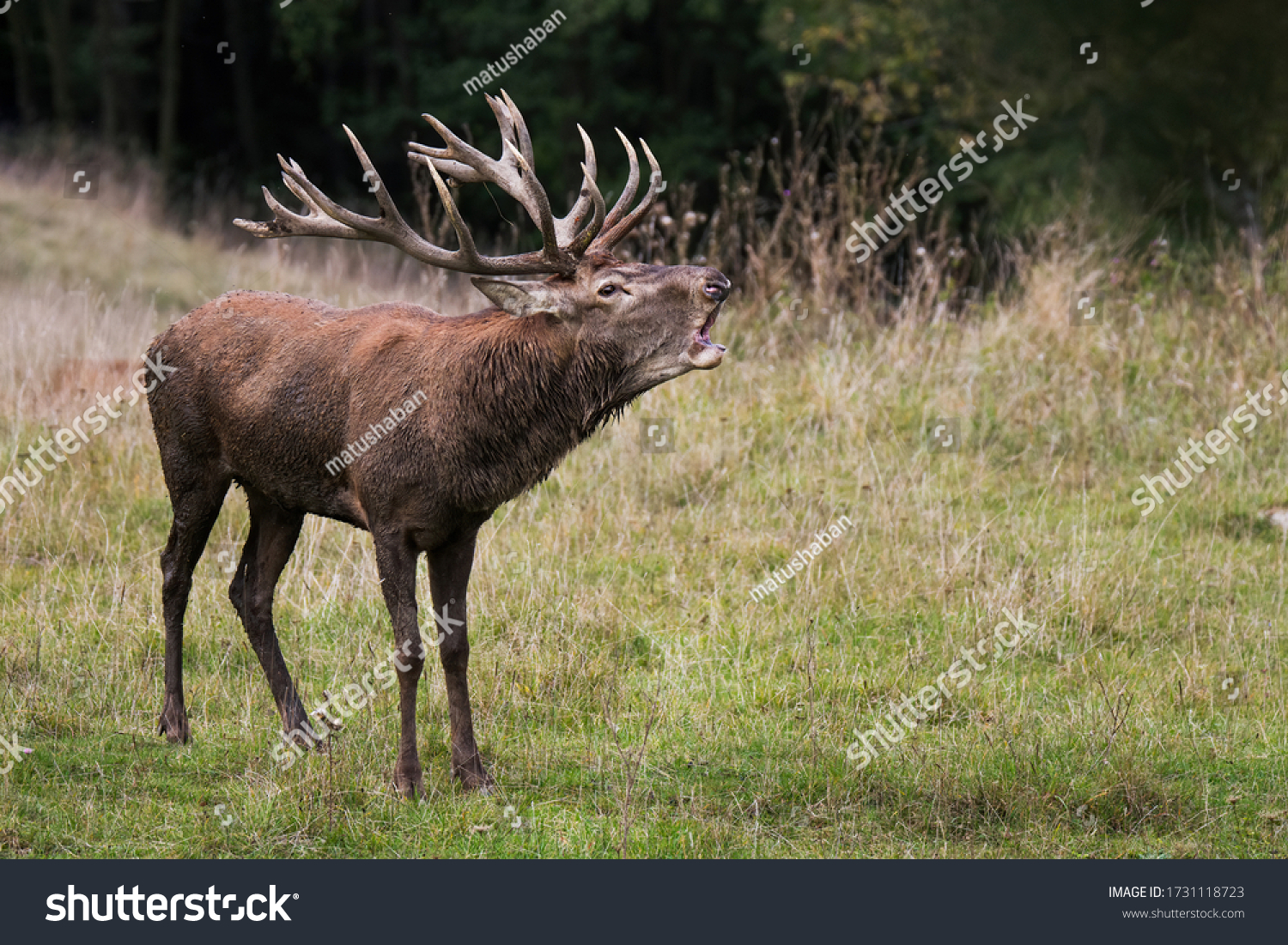 Red deer (Cervus elaphus), massive male during the rutting season, with huge antlers, dirty fluffy fur, in his natural forest habitat, Slovakia. #1731118723
