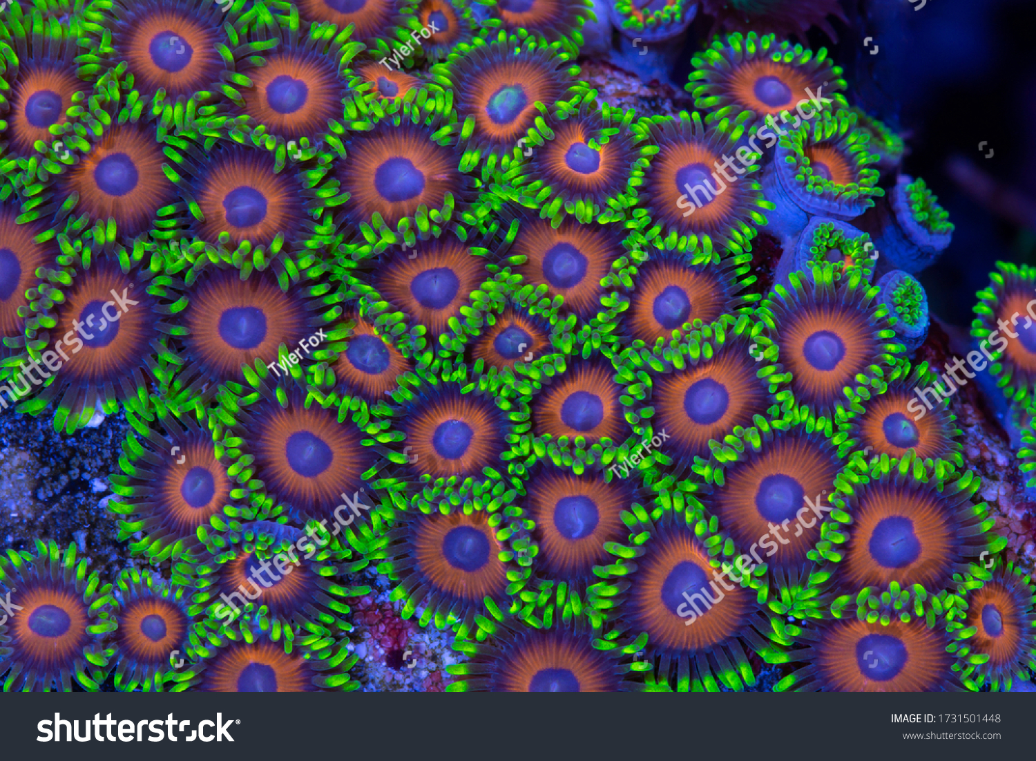 This is a colony of eagle eye zoanthids on a rock. #1731501448
