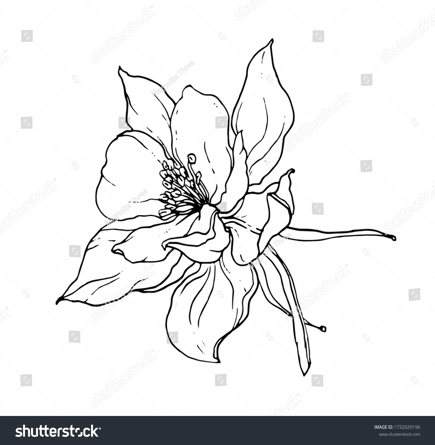 Columbine aquilegia northern flower blossom. Isolated vector botanical illustration: retro, vintage, hand drawn, black and white, outline. For wedding invitation, card, print, tattoo. Japanese style. #1732029196