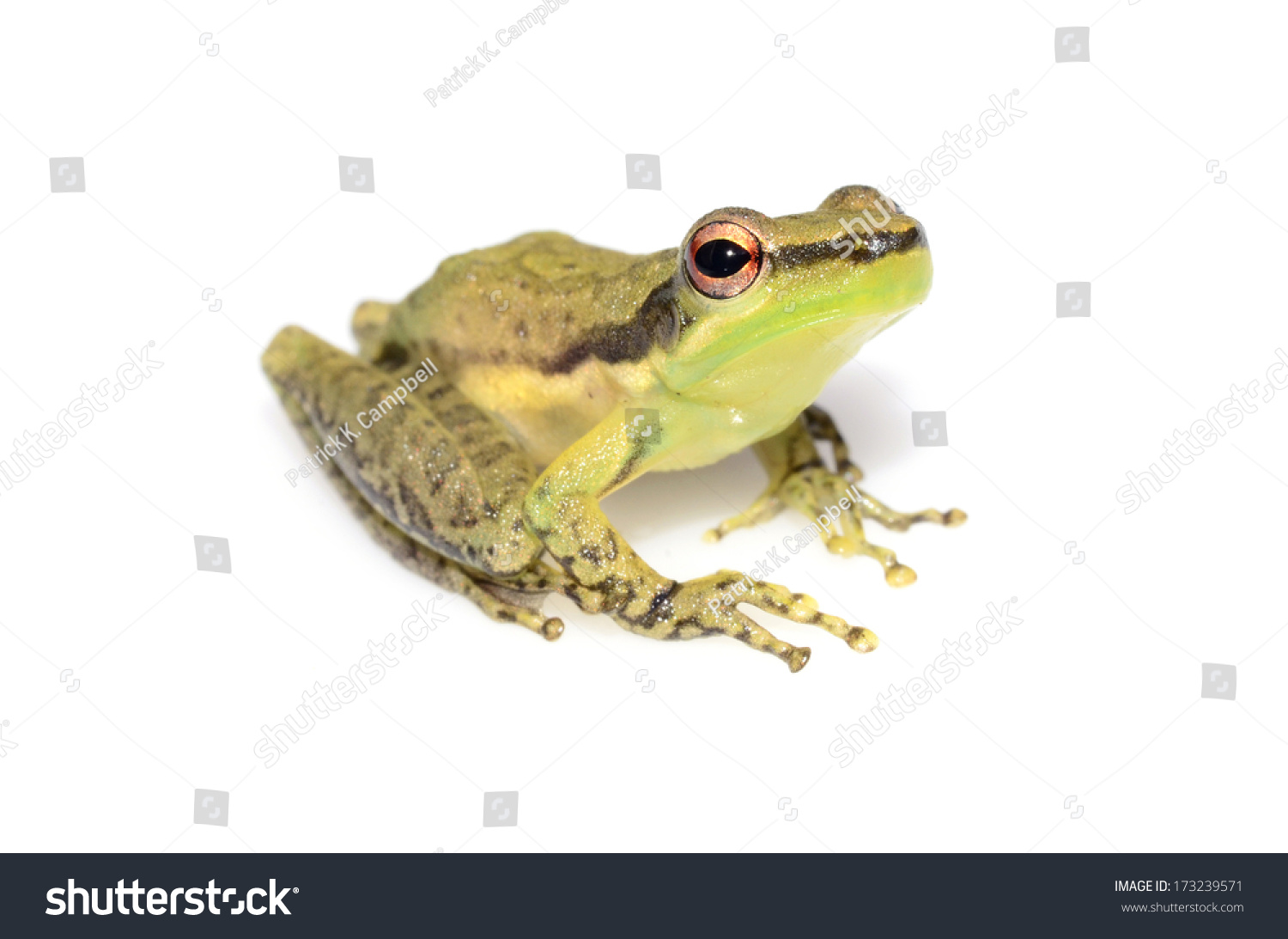 Amazonian skittering frog (Scarthyla goinorum) #173239571