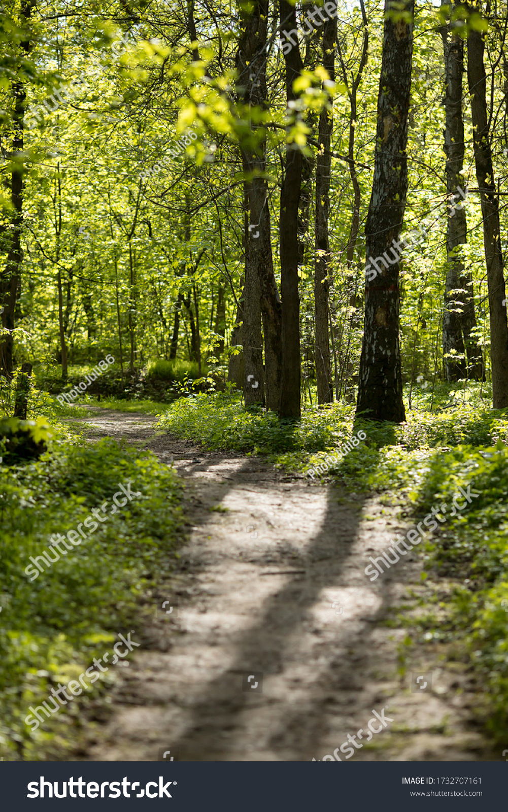 Spring forest. Fresh greenery, path and bright sun shining through the trees. #1732707161