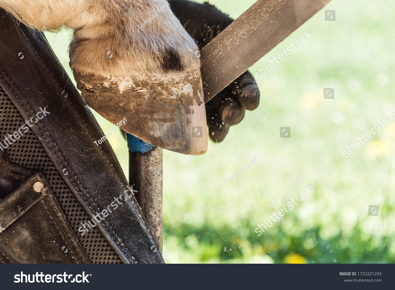 Horse farrier at work - trims and shapes a horse's hooves using rasper and knife. The close-up of horse hoof. #1733321294
