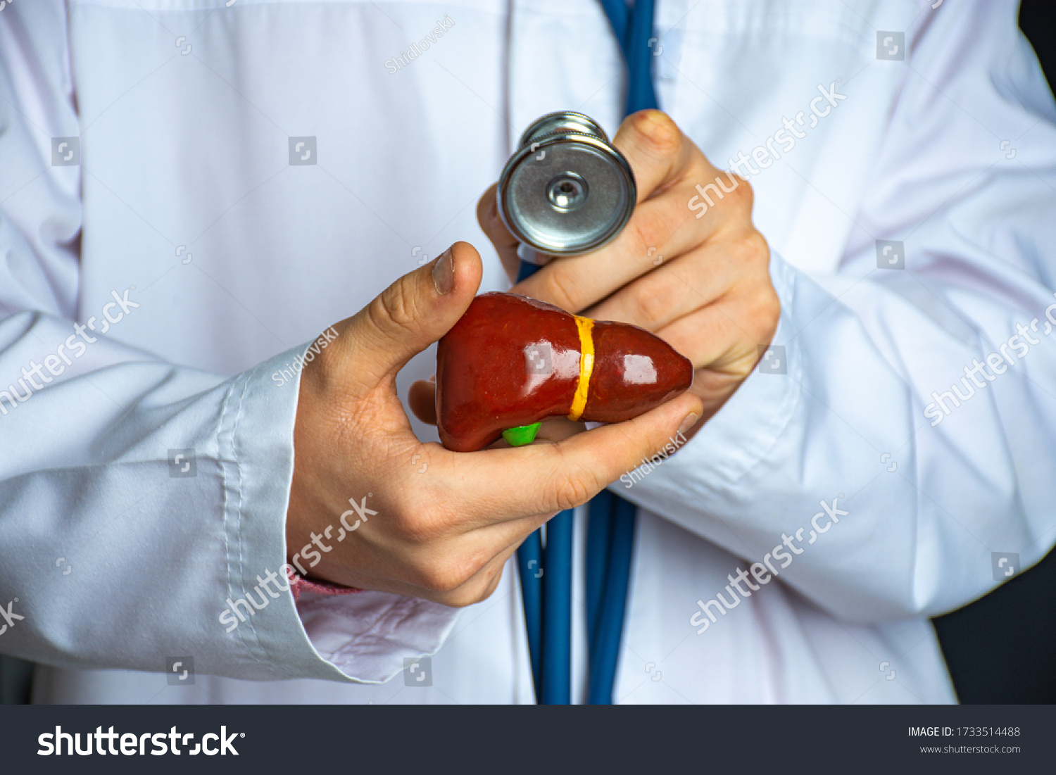
Medical professional, doctor, gastroenterologist or hepatologist holds anatomical model of human liver in his hand and directs by stethoscope in his other hand to diagnose health and diseases #1733514488