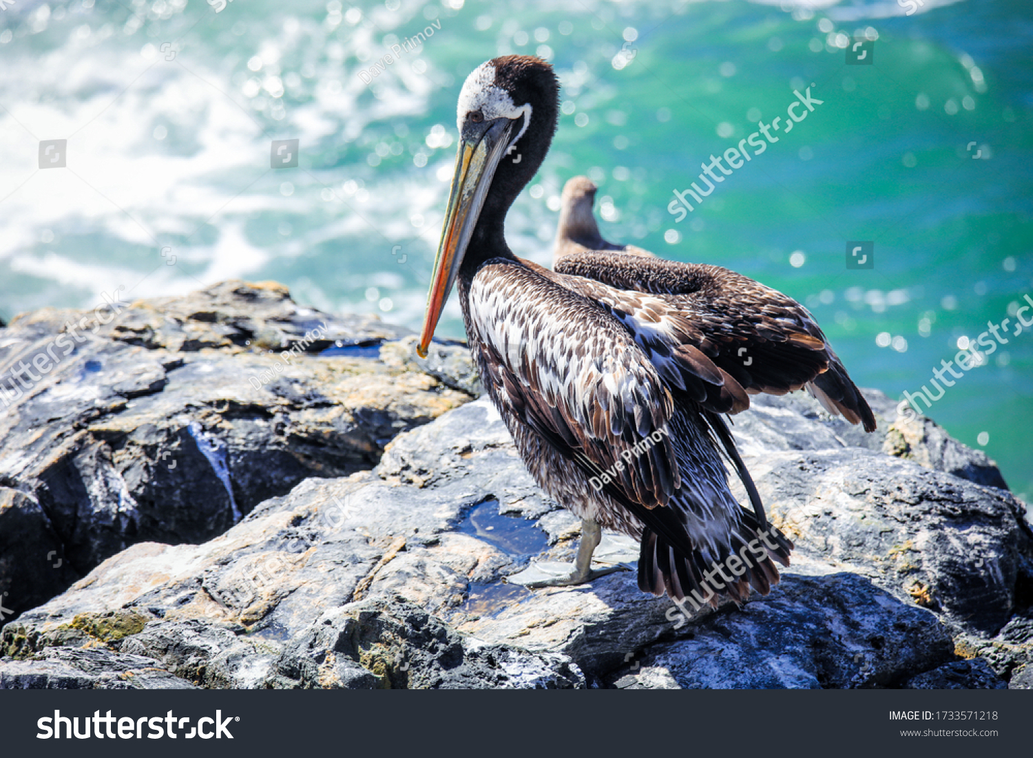 Big Brown Pelican Seating on the Stone near Vina Del Mar, Chile #1733571218