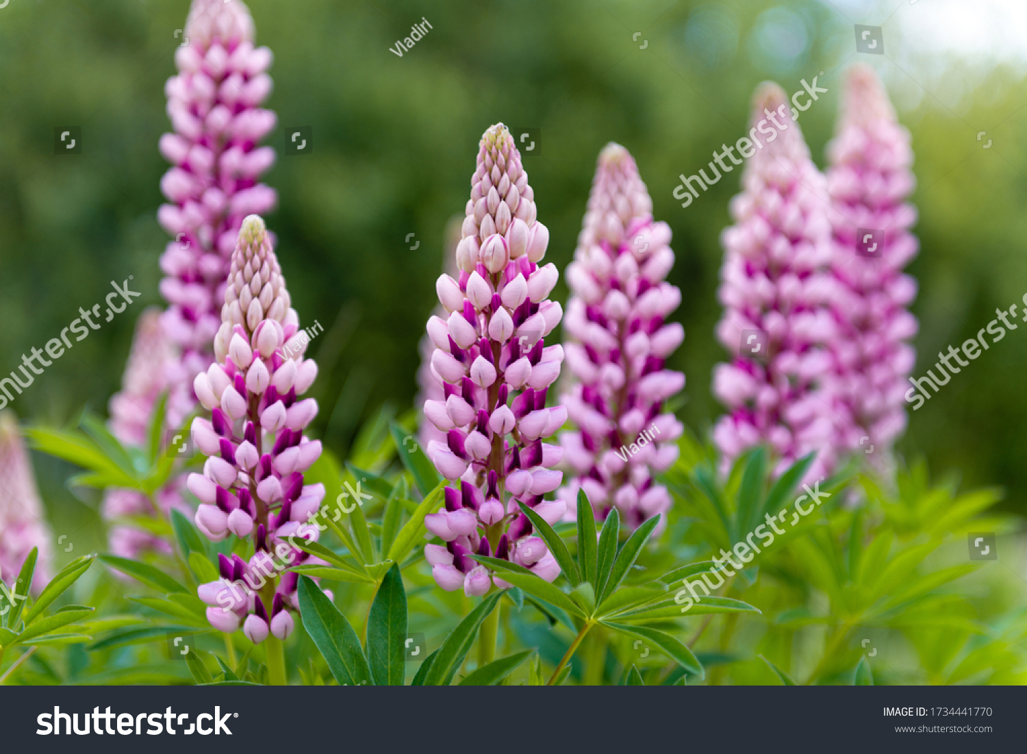 Blooming macro lupine flower. Lupinus, lupin, lupine field with pink purple flower. Bunch of lupines summer flower background. A field of lupines. Violet spring and summer flower #1734441770