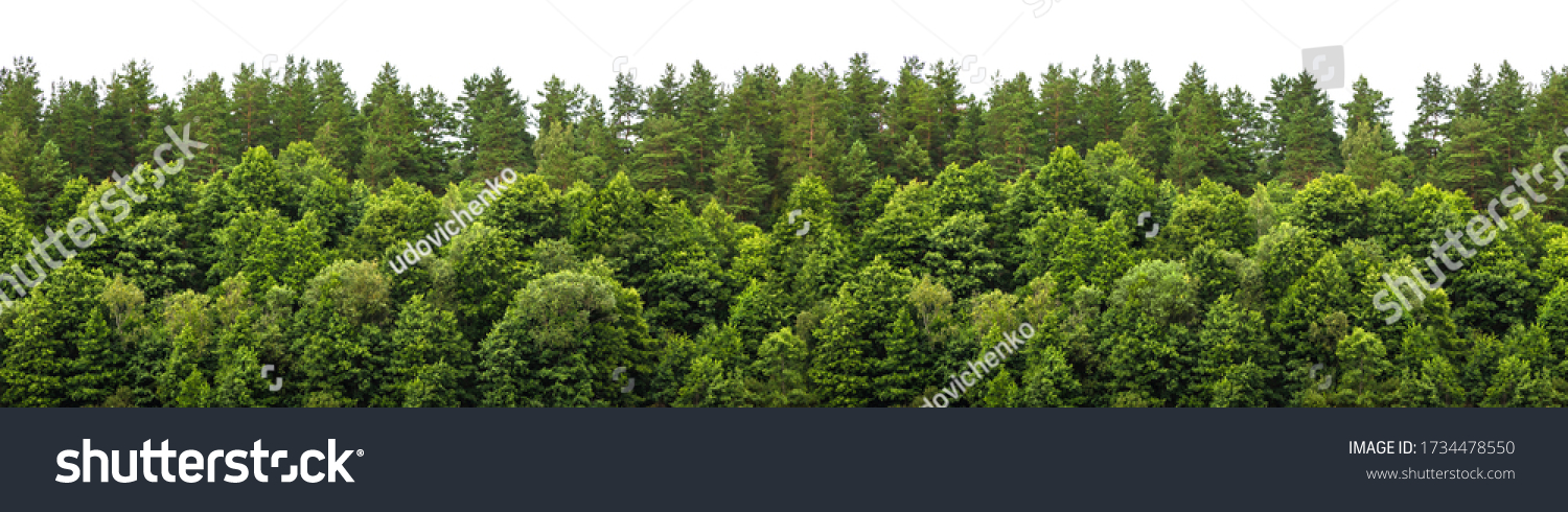 Lush green forest on the horizon is isolated. The edge of a forest with deciduous and coniferous trees, natural background. Wide size #1734478550