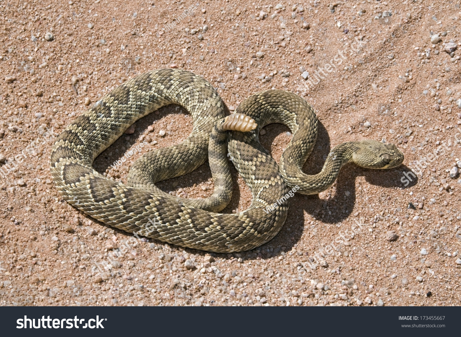 A Mojave Green Rattlesnake (Crotalus Scutulatus); Mojave Desert, California, Usa #173455667