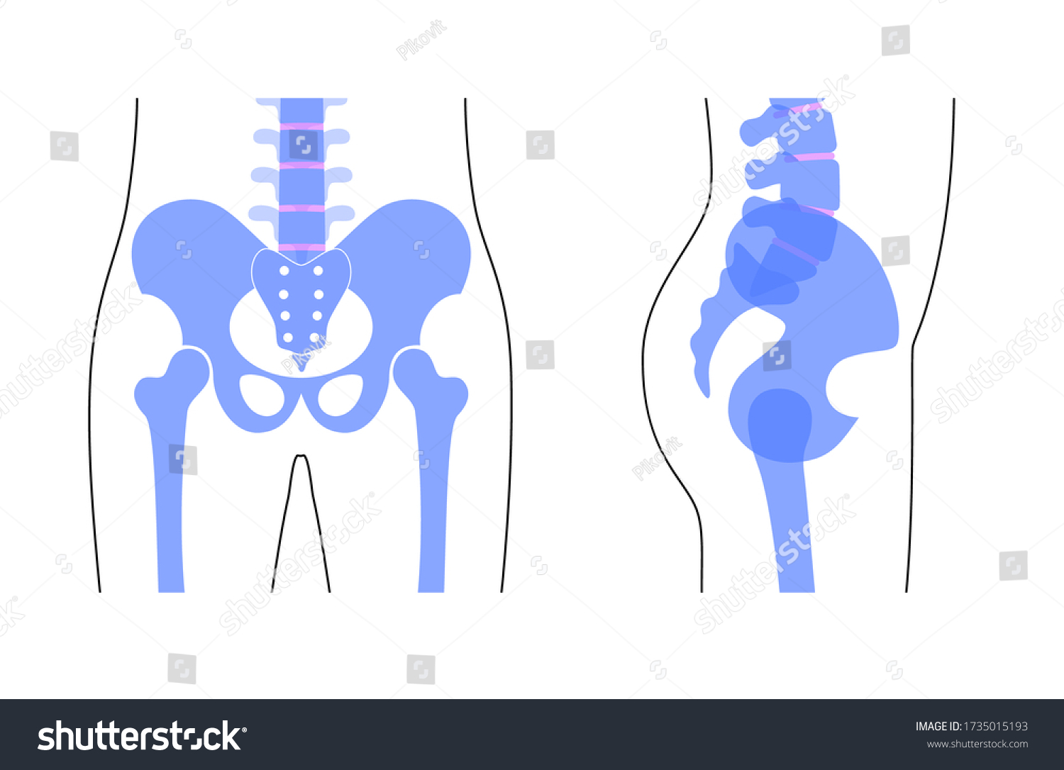 Human Pelvis Anatomy Main Pelvis Bones Sacrum Royalty Free Stock