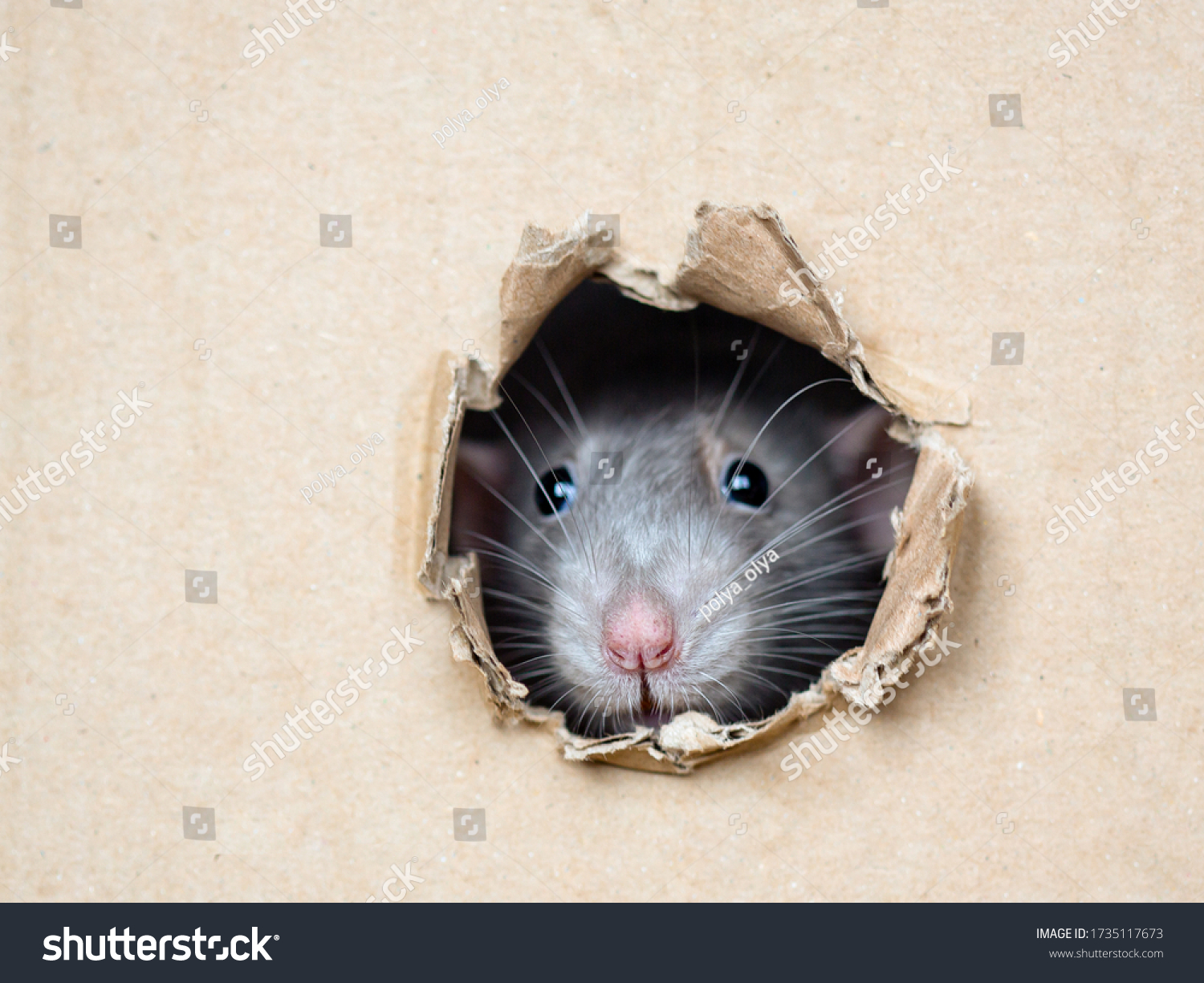 rat peeps out of a hole in a box #1735117673