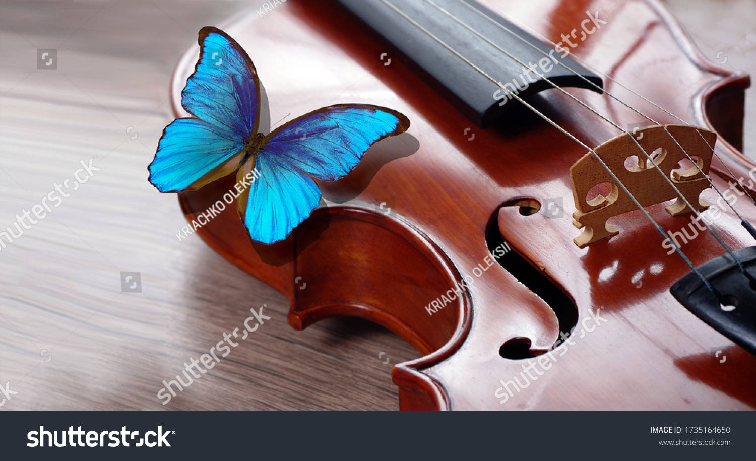 bright blue morpho butterfly sitting on the violin. melody concept #1735164650