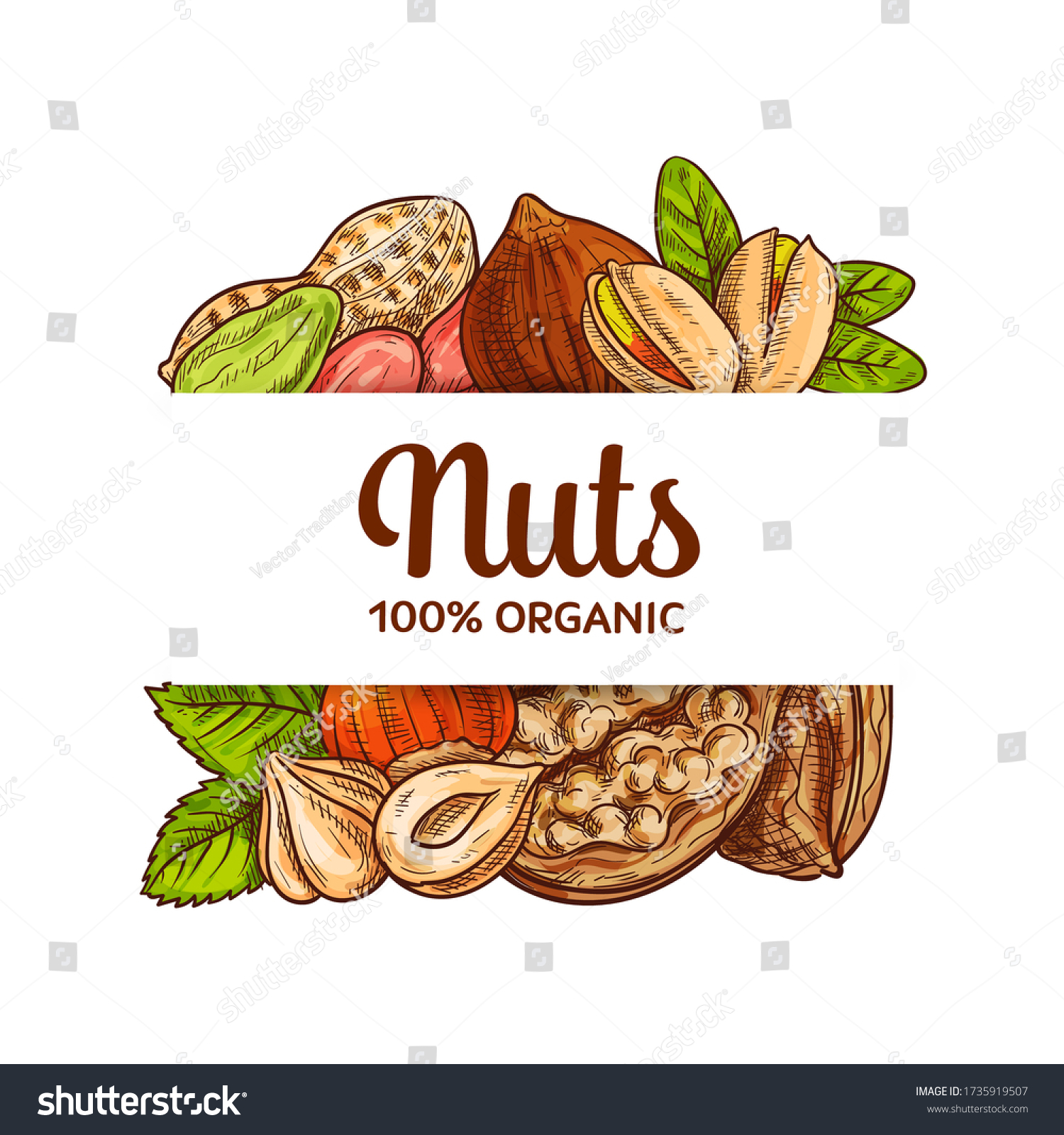 Nuts seeds sketch vector banner. Various nuts - Royalty Free Stock ...