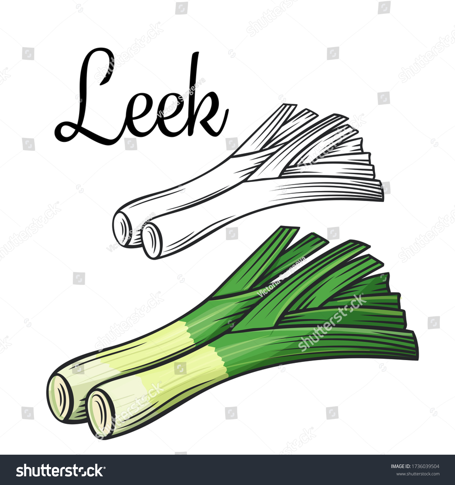 Leek vector drawing icon. Vegetable in retro style, outline illustration of farm product for design advertising products shop or market. #1736039504