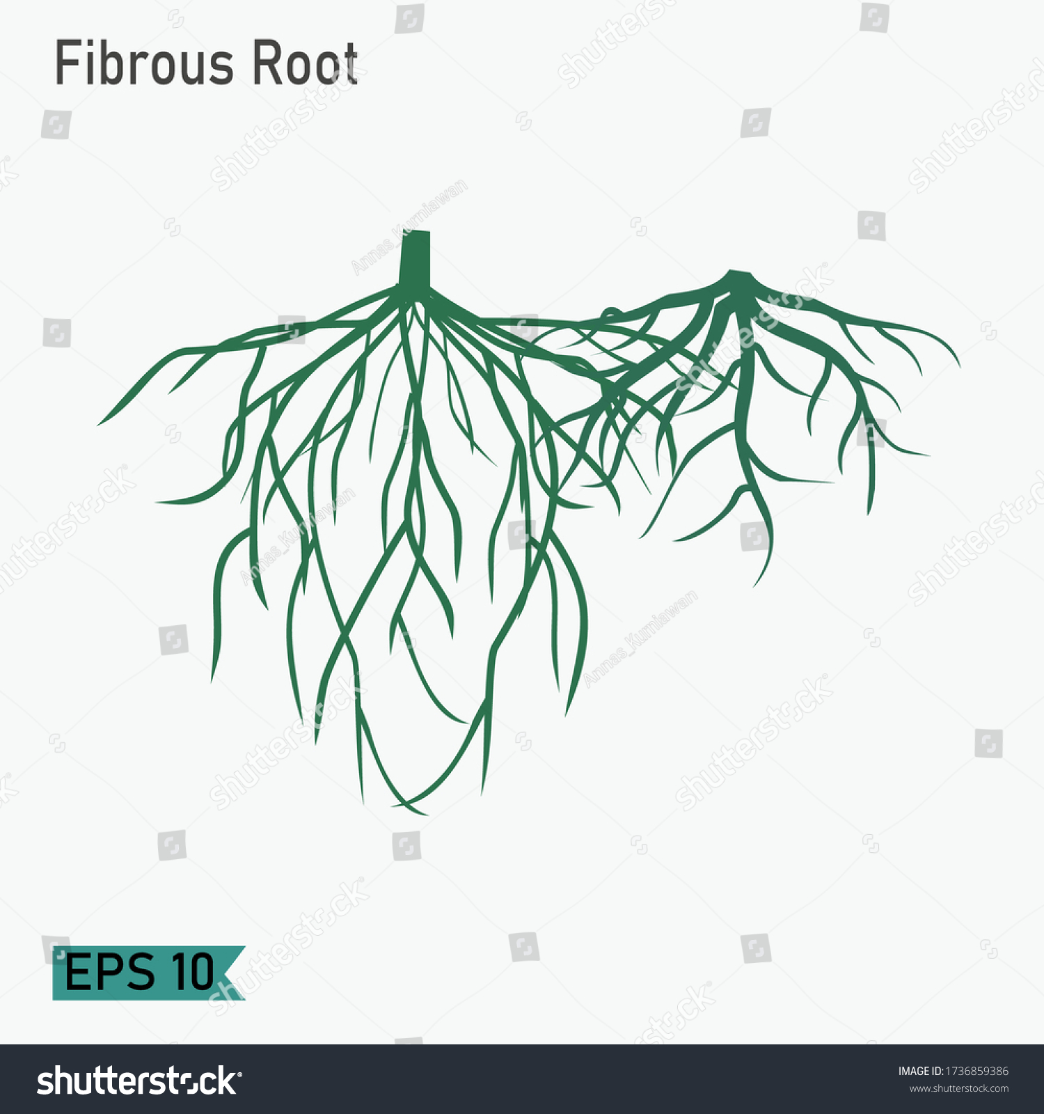 plant root silhouette. fibrous roots, with a - Royalty Free Stock ...