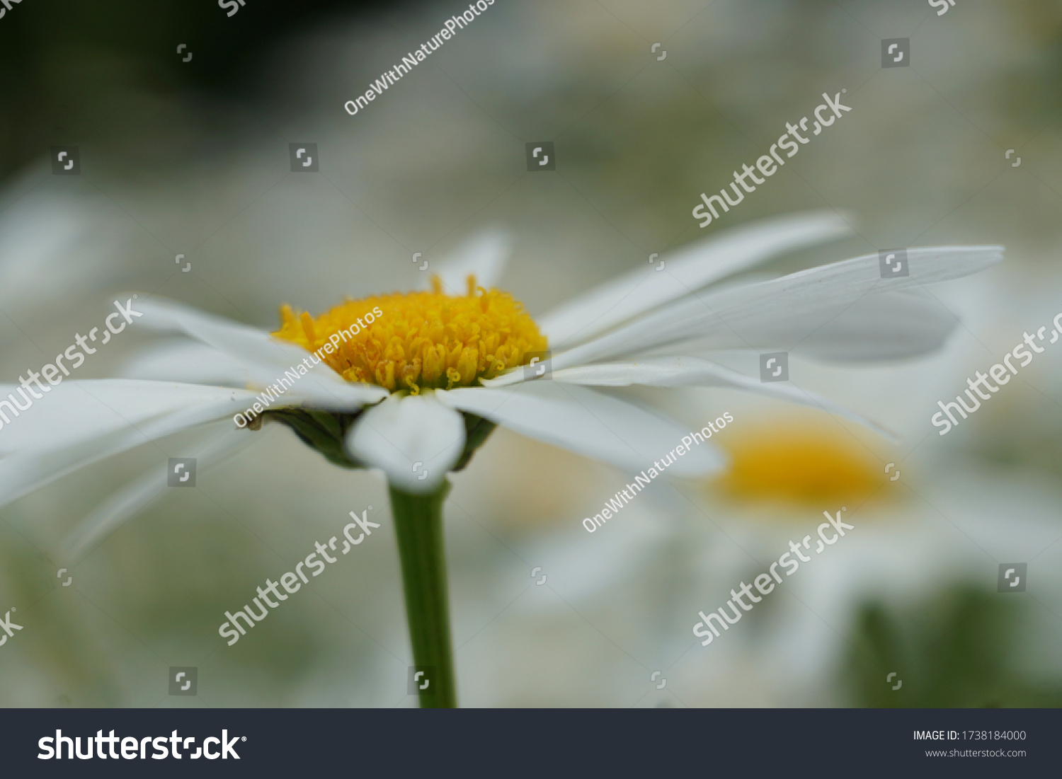Flowering of daisies or marguerite. Oxeye daisy, Leucanthemum vulgare, Daisies, Dox-eye, Common daisy, Dog daisy, Moon daisy. Gardening concept #1738184000