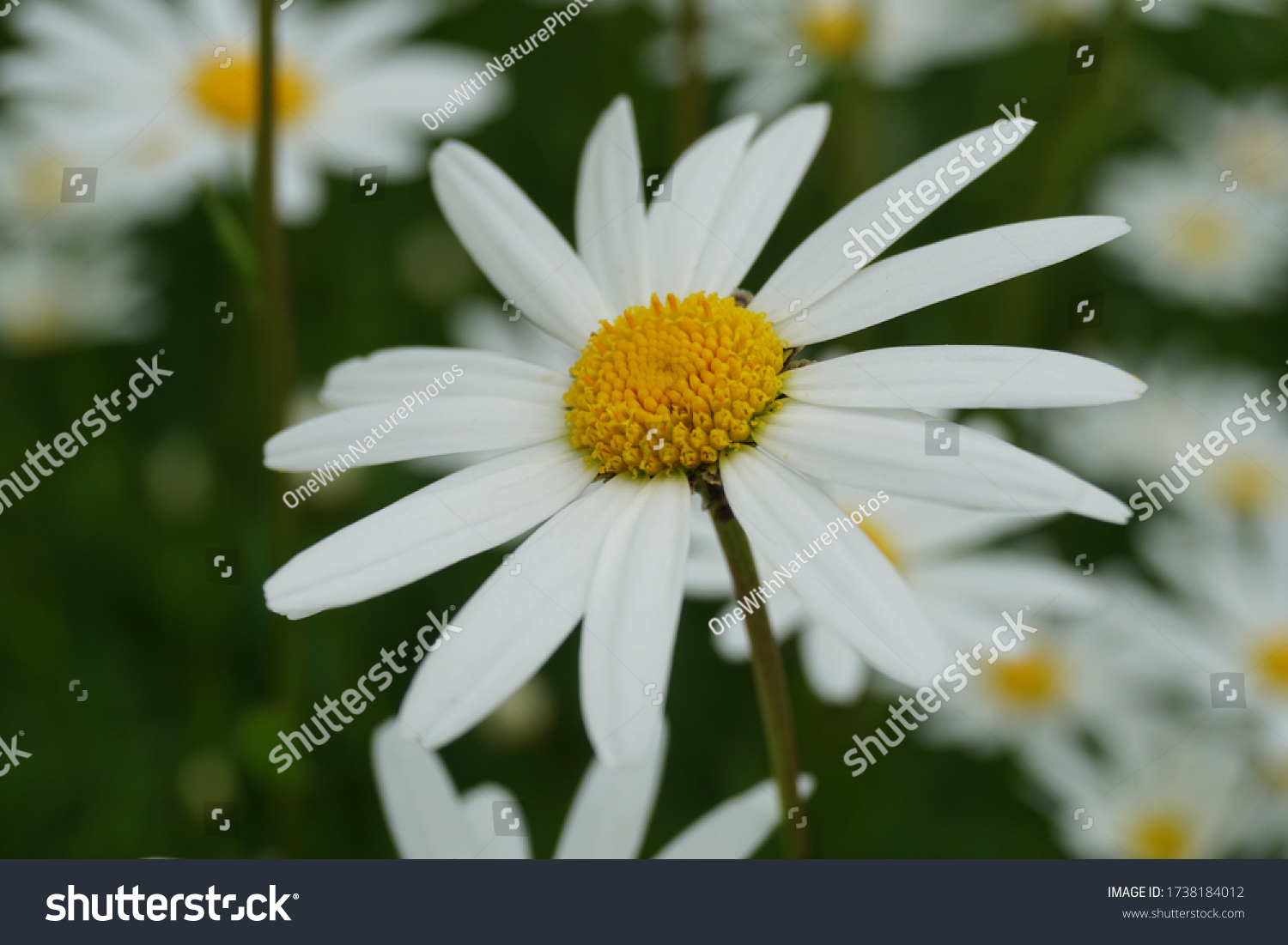 Flowering of daisies or marguerite. Oxeye daisy, Leucanthemum vulgare, Daisies, Dox-eye, Common daisy, Dog daisy, Moon daisy. Gardening concept #1738184012