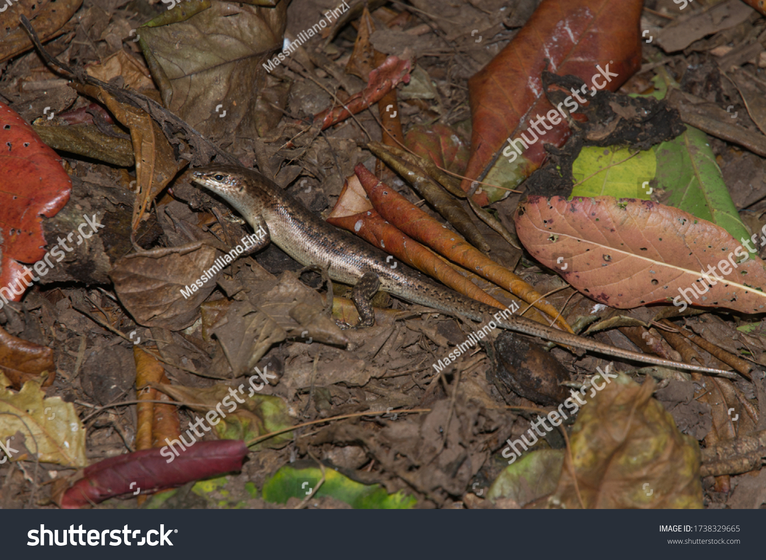 Wright's Mabuya (Trachylepis wrightii) lizard in the Fregate Island. Seychelles #1738329665