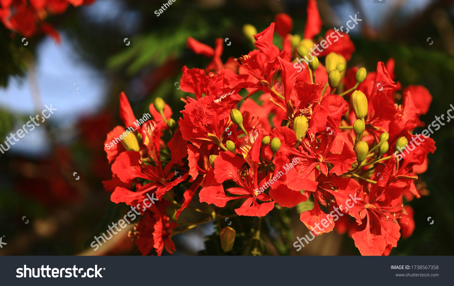 Red and orange Flowers seen on road sides. Blooming May-flower trees along the Pavements in a Planned city. Lusail city, where FIFA 2020 will be held #1738567358