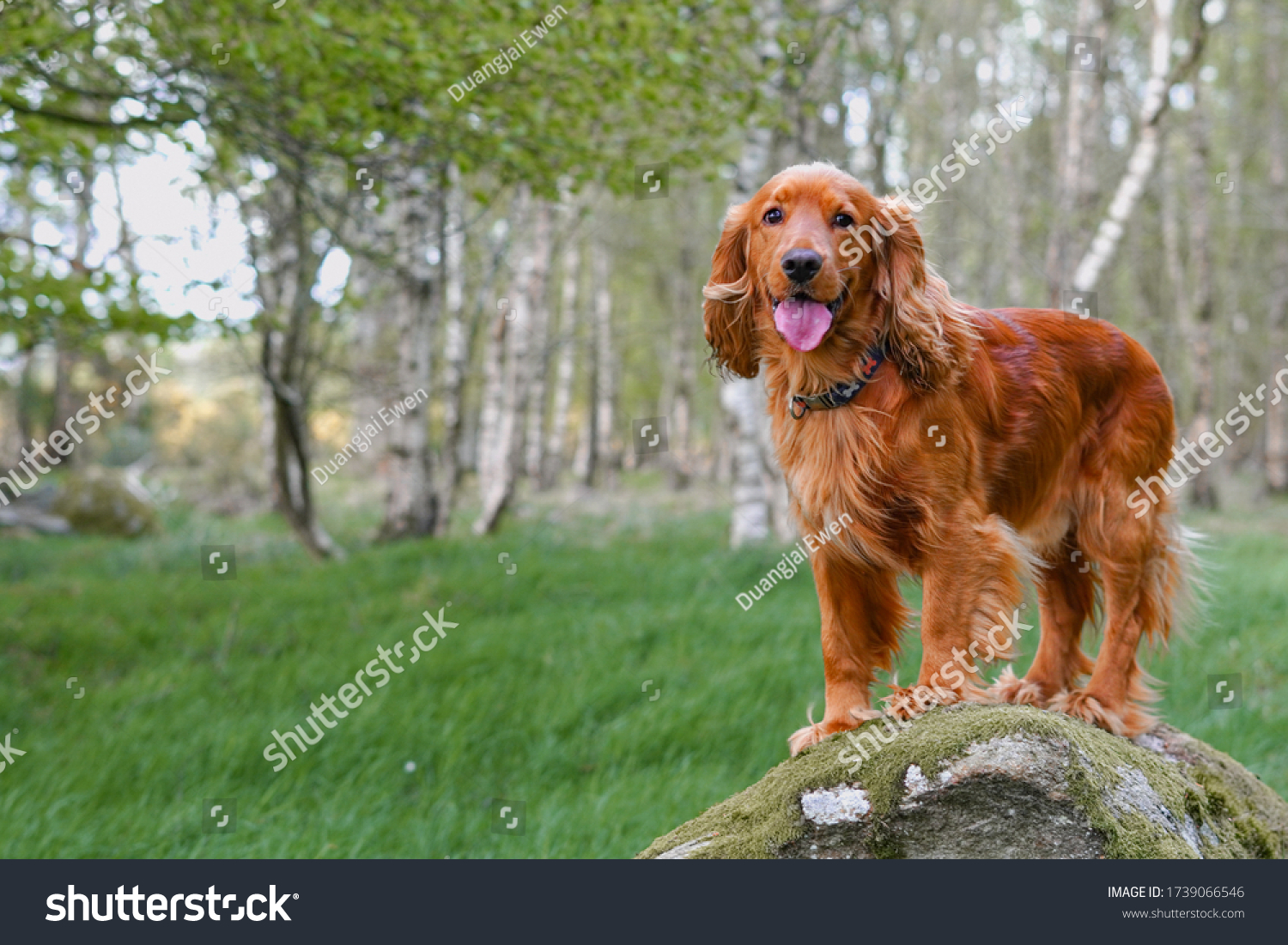 English cocker spaniel dog standing on the stone in the forest. #1739066546