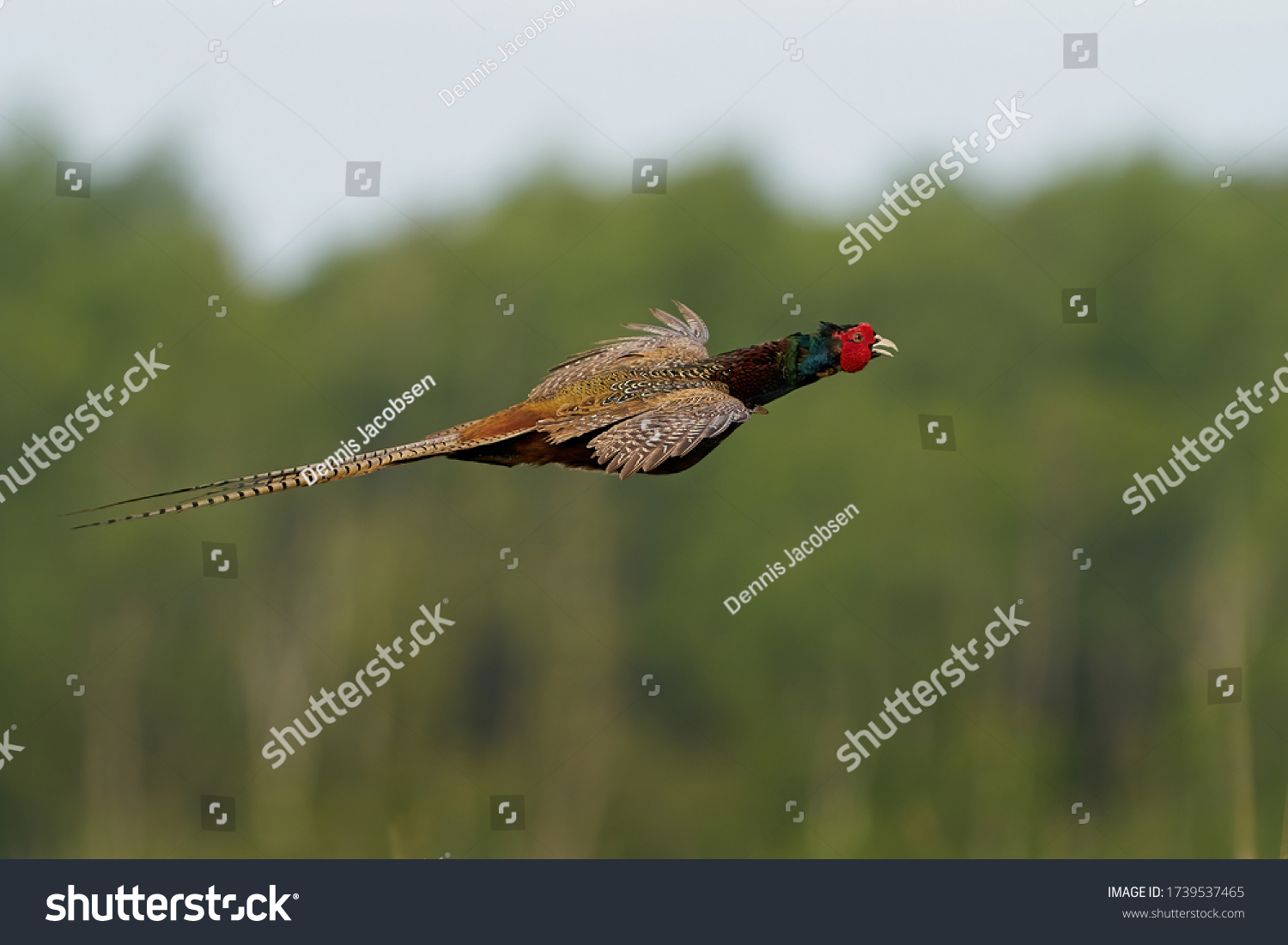 Common pheasant (Phasianus colchicus) in flight in its natural enviroment #1739537465