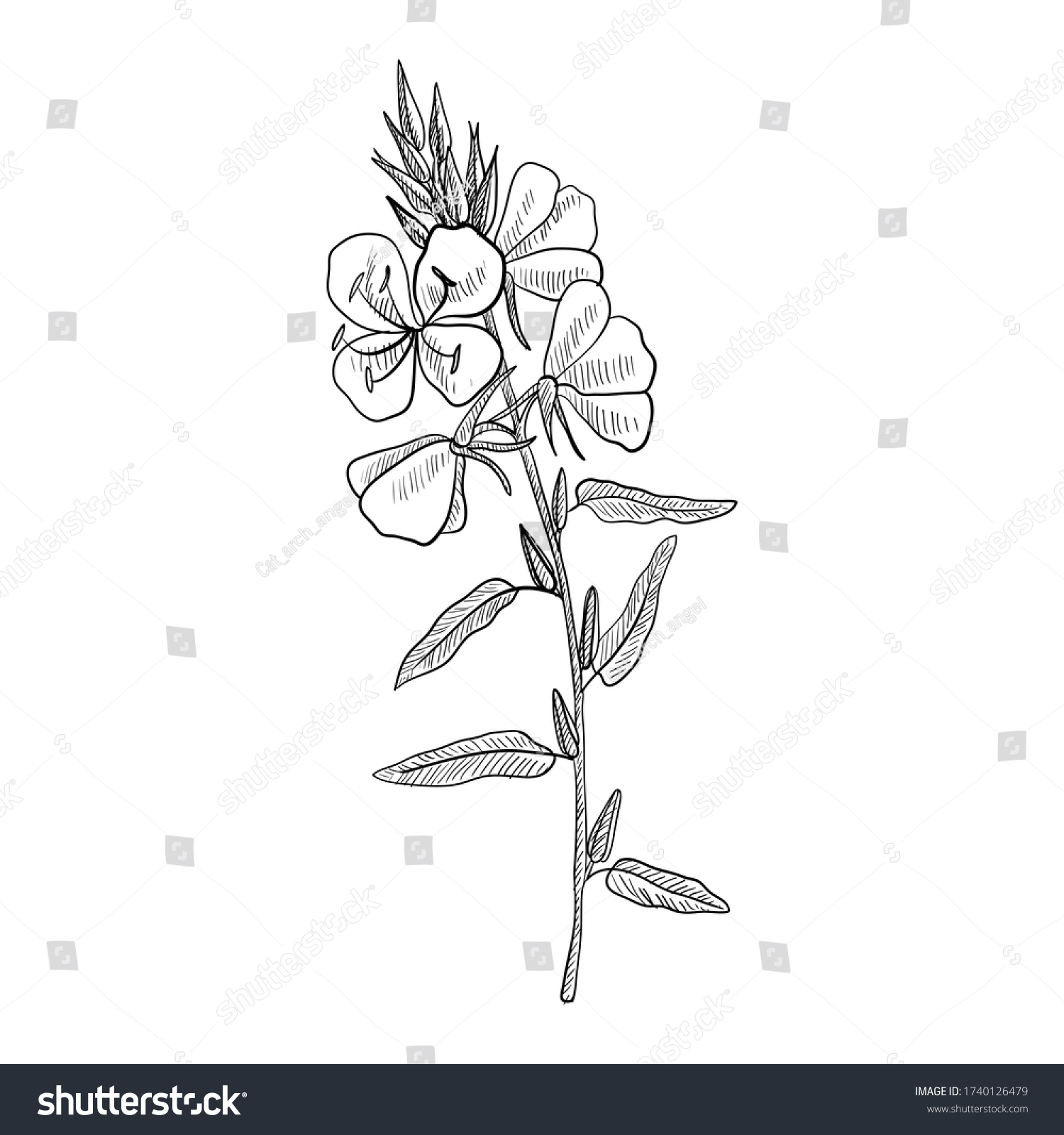 vector drawing evening primrose flower ,Oenothera , hand drawn illustration