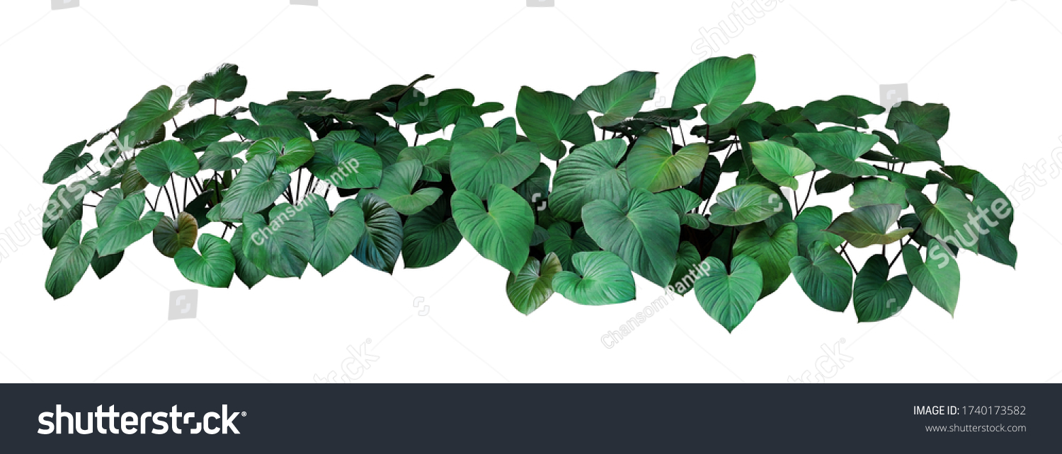 Heart shaped dark green leaves of Homalomena plant (Homalomena rubescens) the tropical foliage plant bush growing in wild, popular houseplant isolated on white background with clipping path. #1740173582
