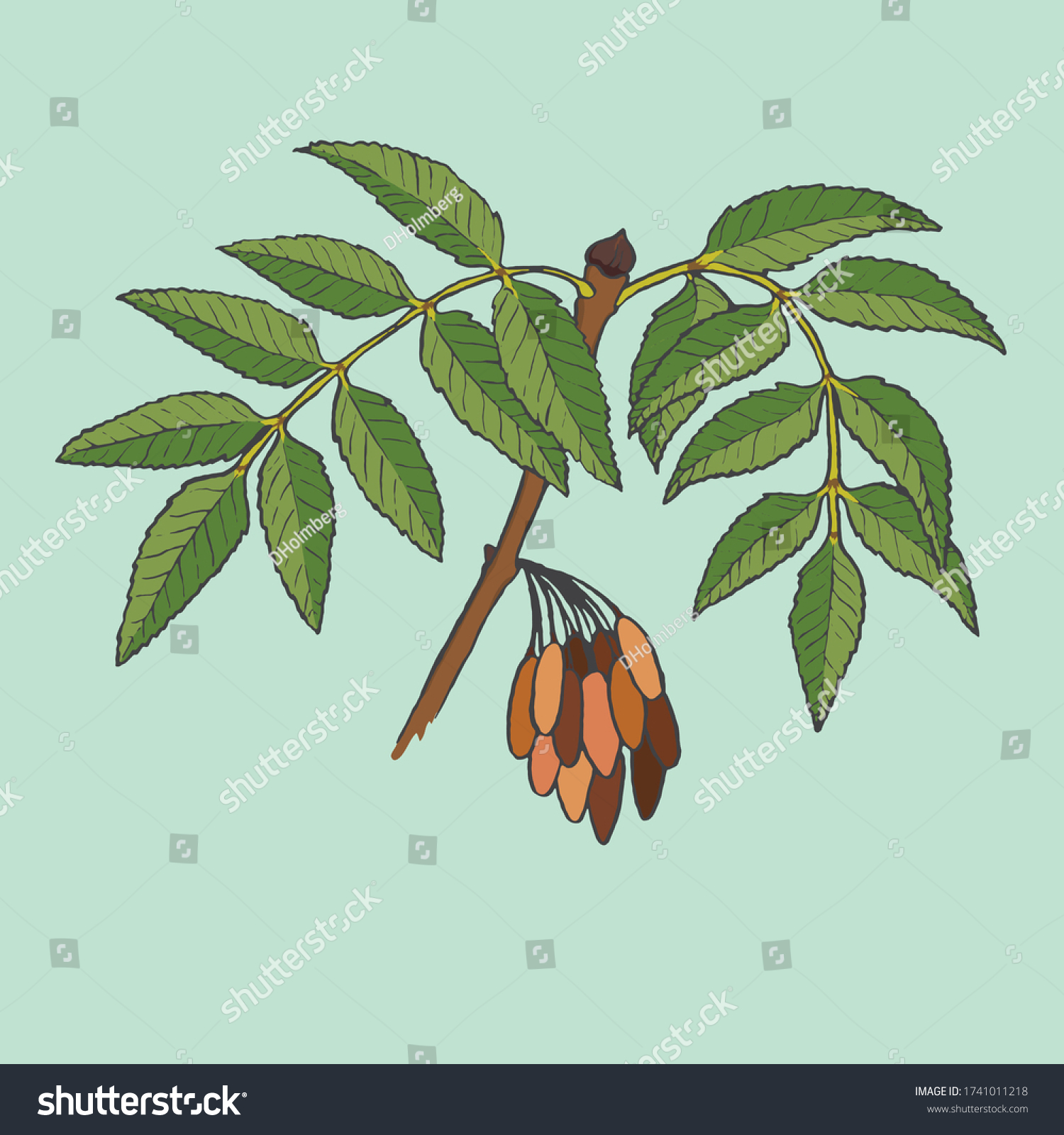 Vector illustration of the leaf of a Fraxinus Excelsior, commonly known as a European ash #1741011218