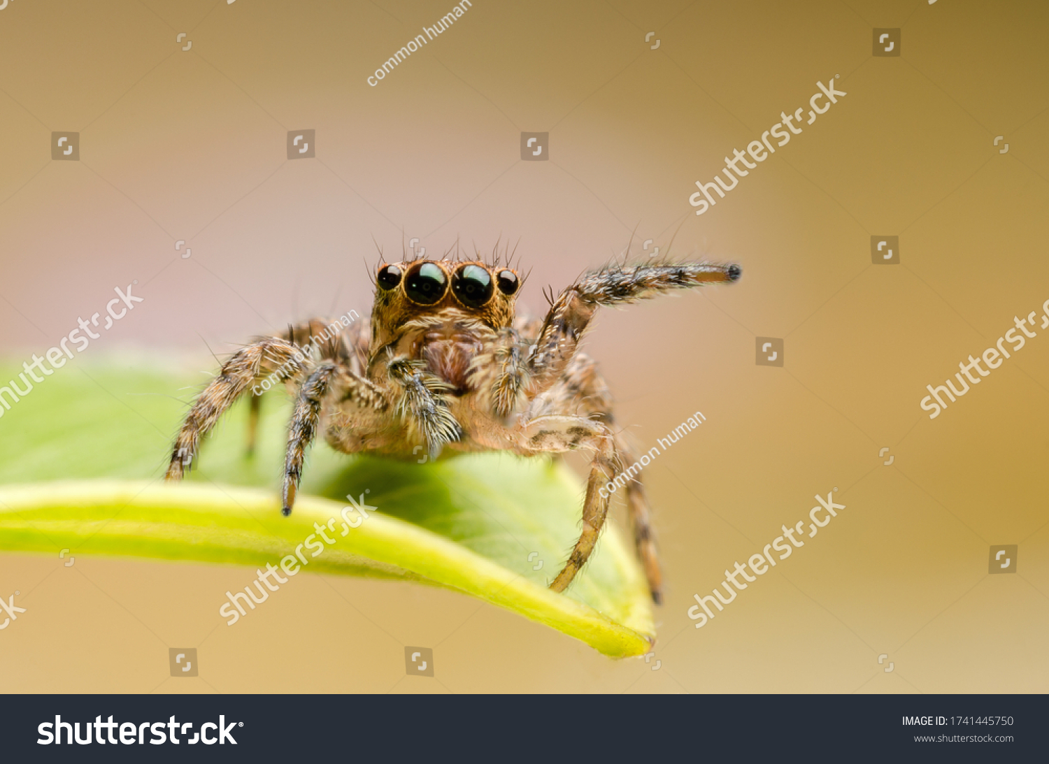 macro closeup on Hyllus semicupreus Jumping Spider. This spider is known to eat small insects like grasshoppers, flies, bees as well as other small spiders. #1741445750