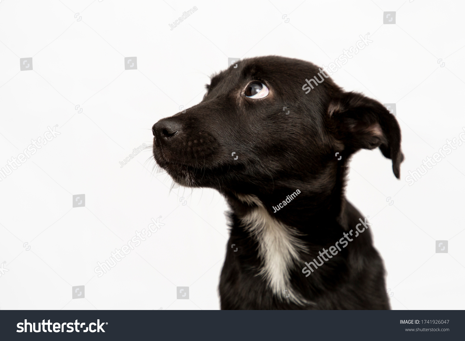 cute black puppy isolated on white. baby mutt dog looking sad #1741926047