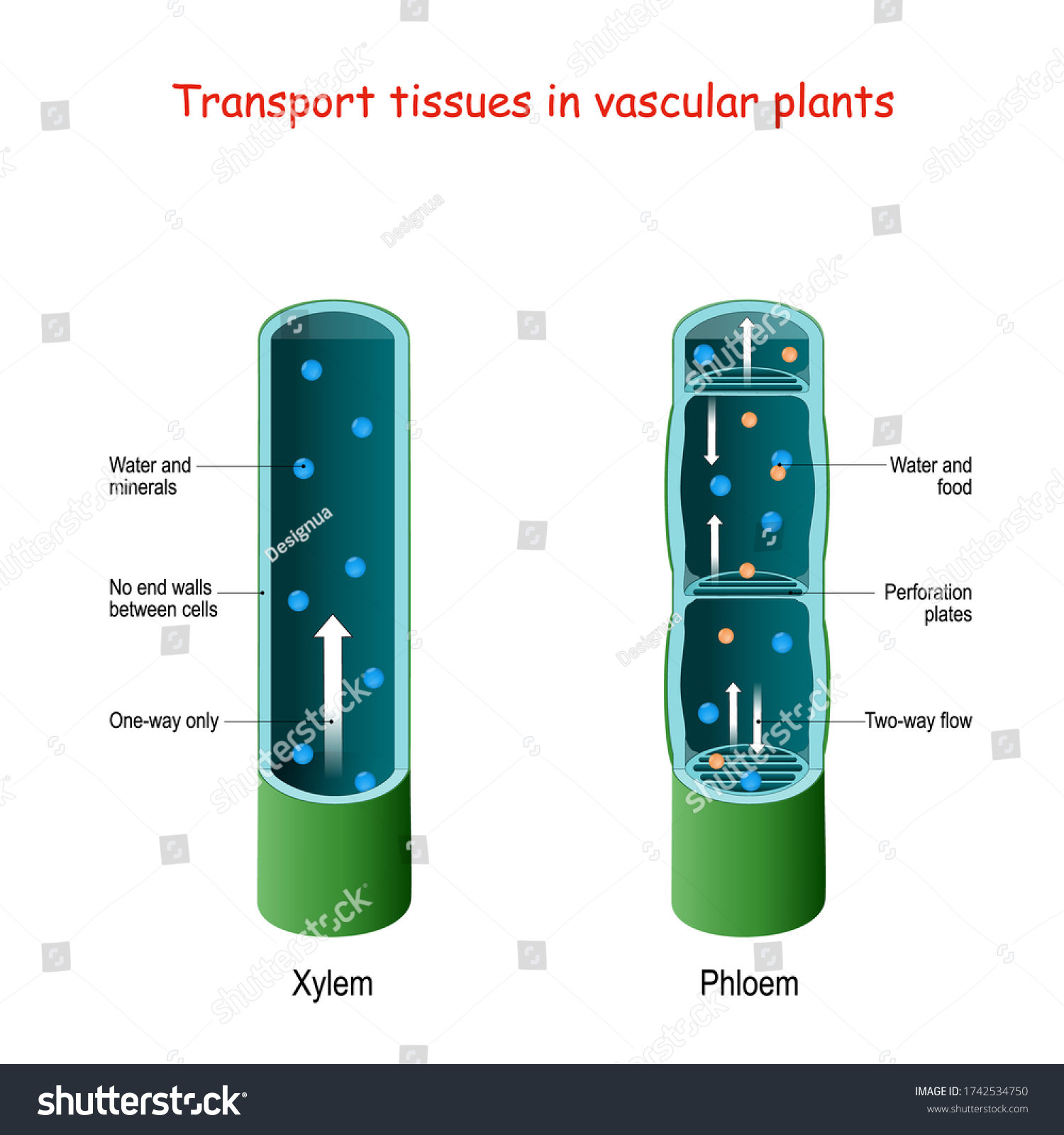 Xylem and phloem. biological structure scheme of - Royalty Free Stock ...