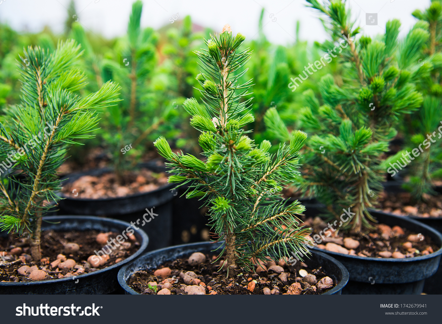 Saplings of pine, spruce, fir and other coniferous trees in pots in plant nursery. #1742679941