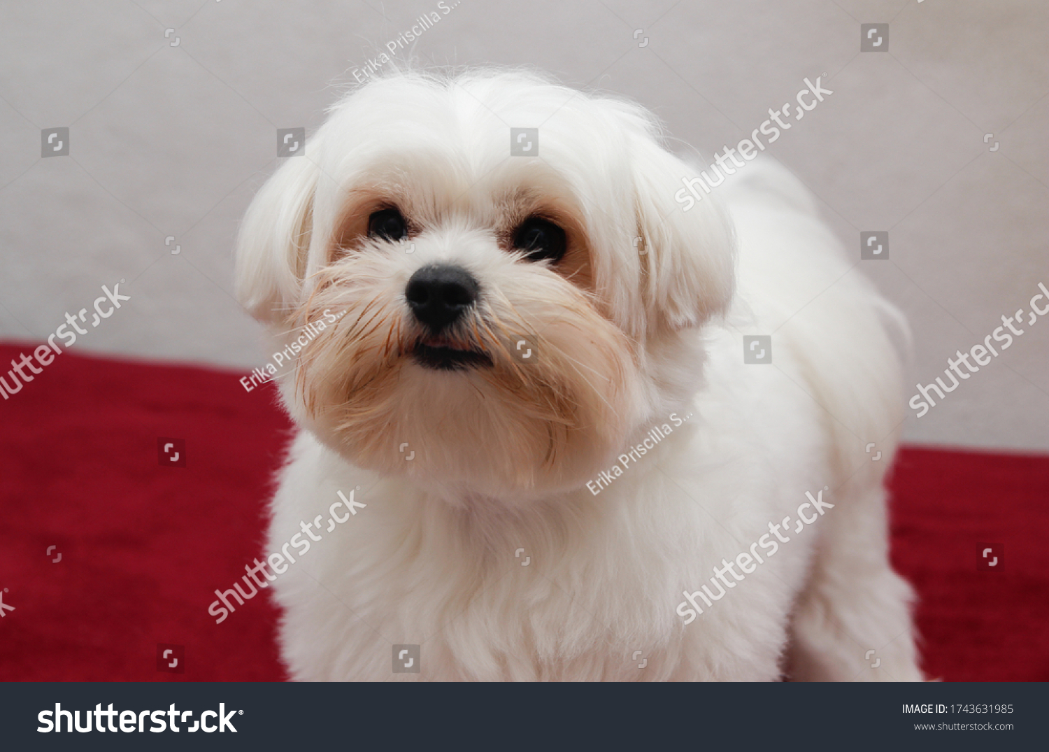 small dog maltese maltes pet #1743631985
