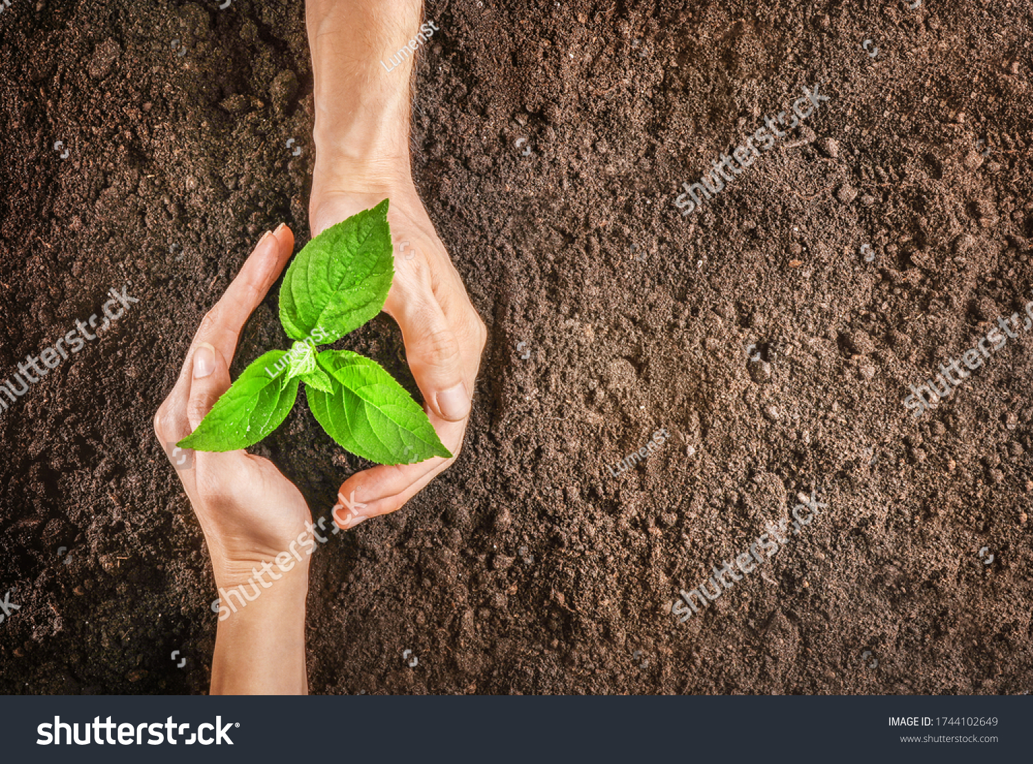 Hands holding sapling in soil. Top view.  #1744102649