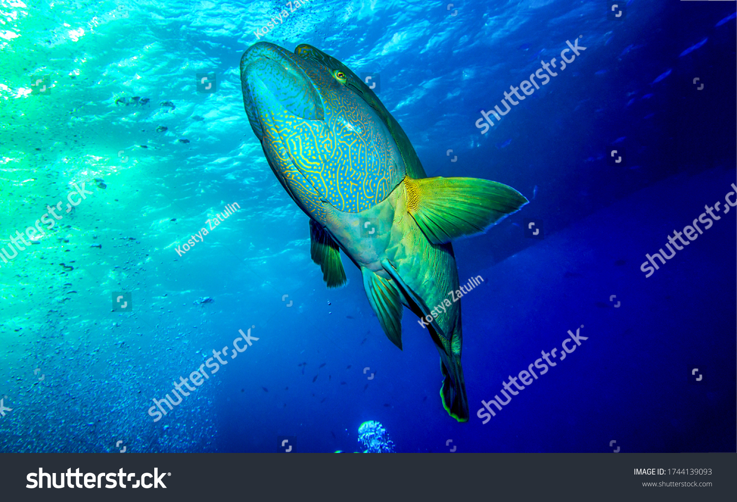 Fish in ocean underwater scene. Ocean fish closeup under water #1744139093