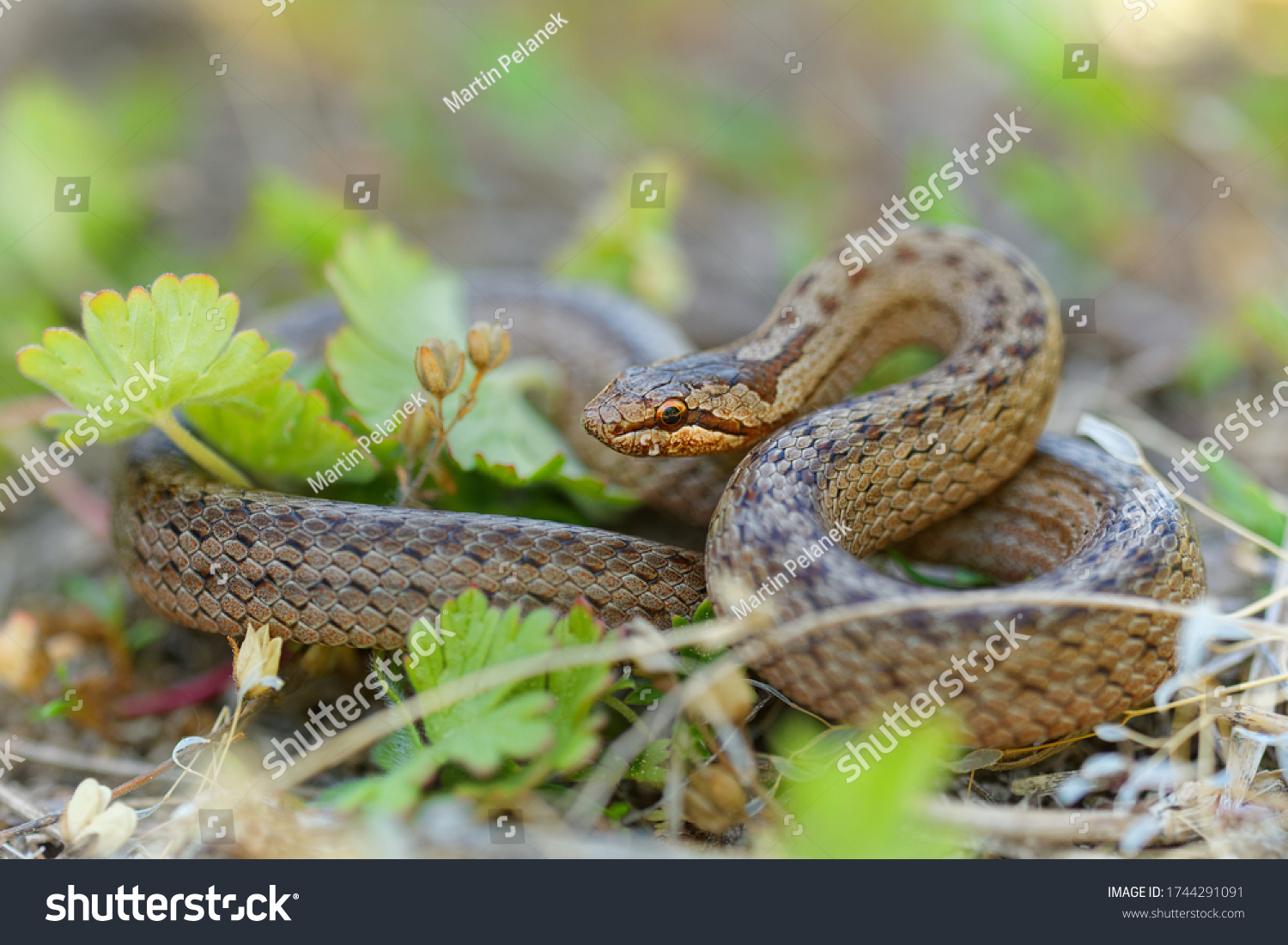 Smooth Snake - Coronella austriaca  species of non-venomous brown snake in the family Colubridae. The species is found in northern and central Europe, but also as far east as northern Iran. #1744291091